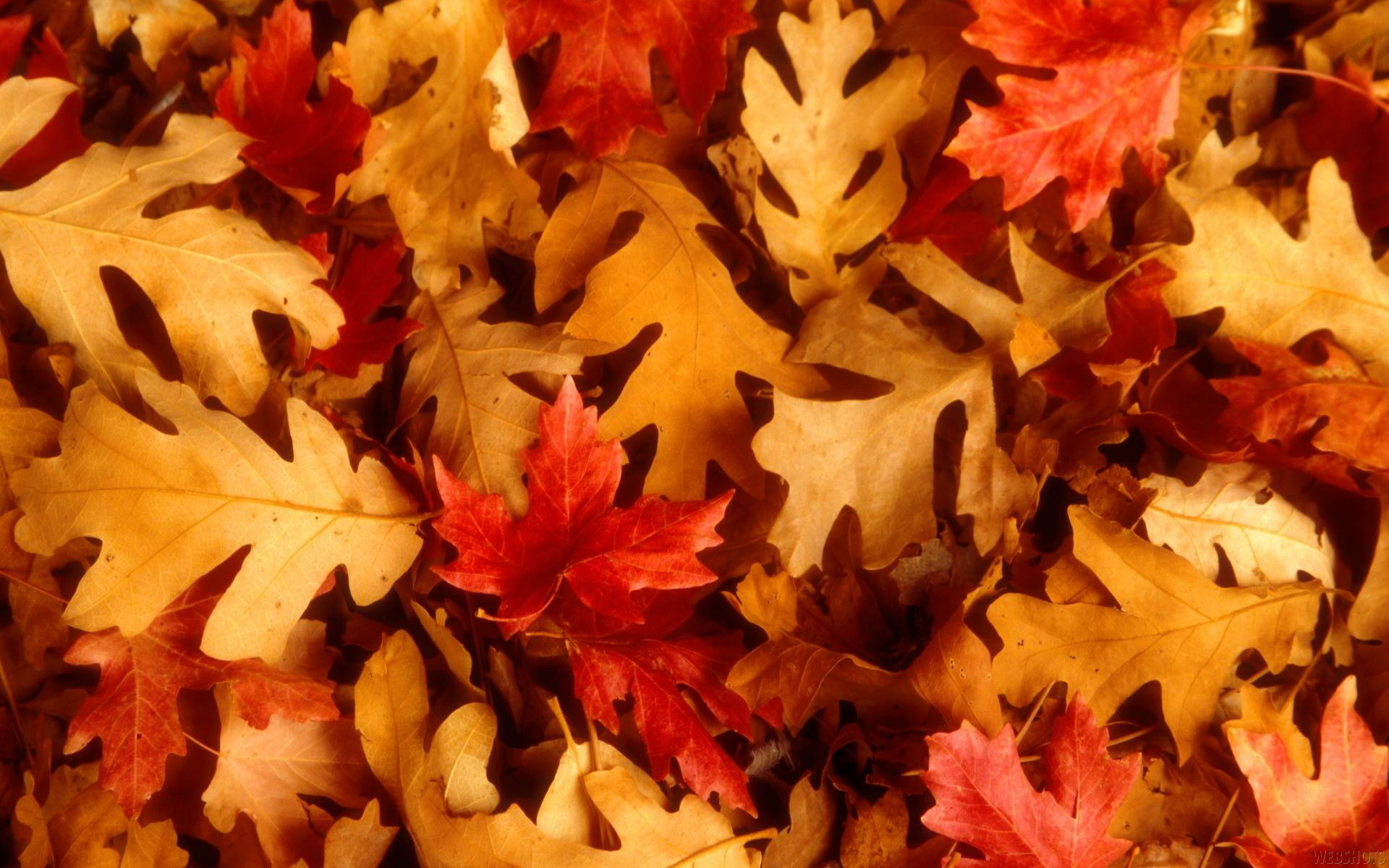 Autumn Leaves Wallpaper Autumn, Leaves, Fallen, Leaves