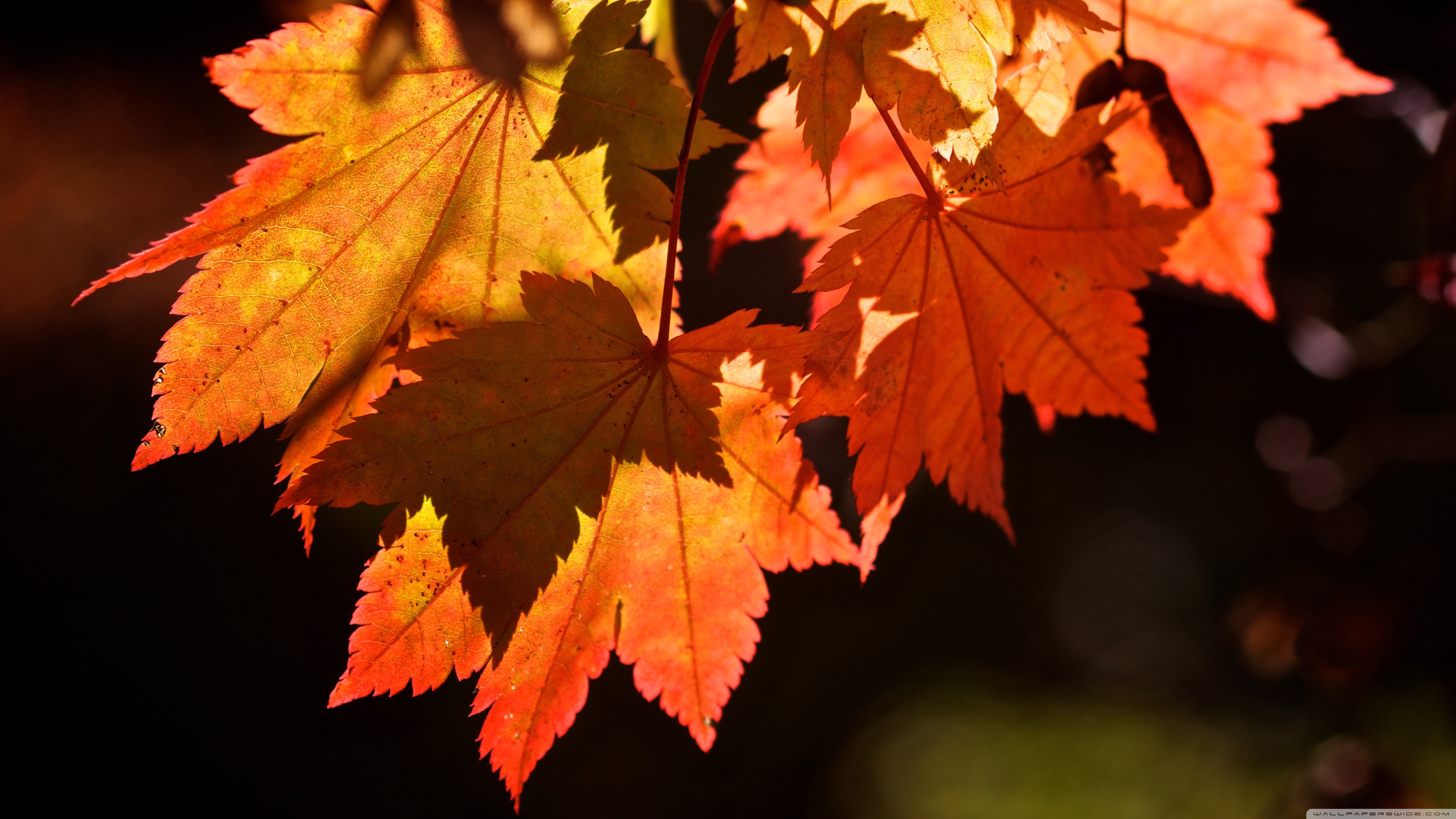 Download Autumn Leaves Full Screen Hd Desktop Wallpaper  Wallpaperscom