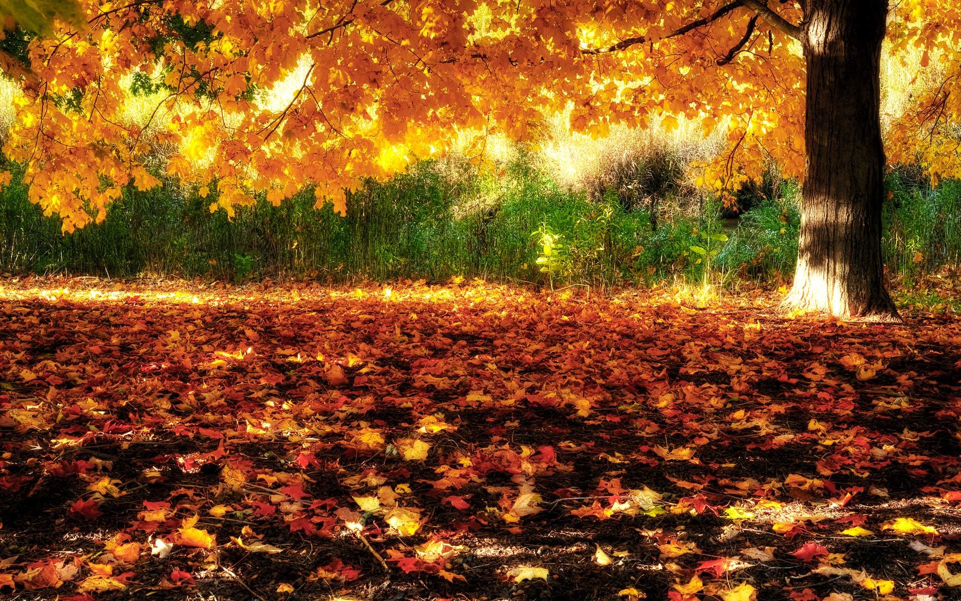 Fall of Autumn Leaves Desktop Wallpaper Download High Resolution
