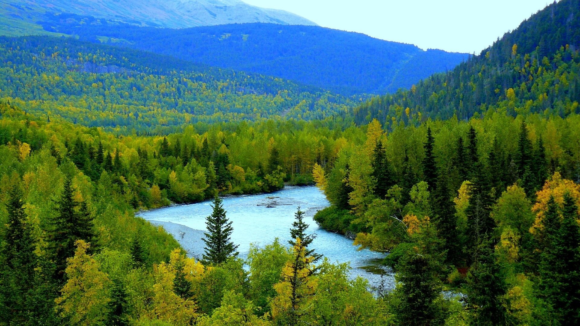 Alaska Beautiful Day Forest Wallpaper Windows 8 Forest for HD 169 High Definition