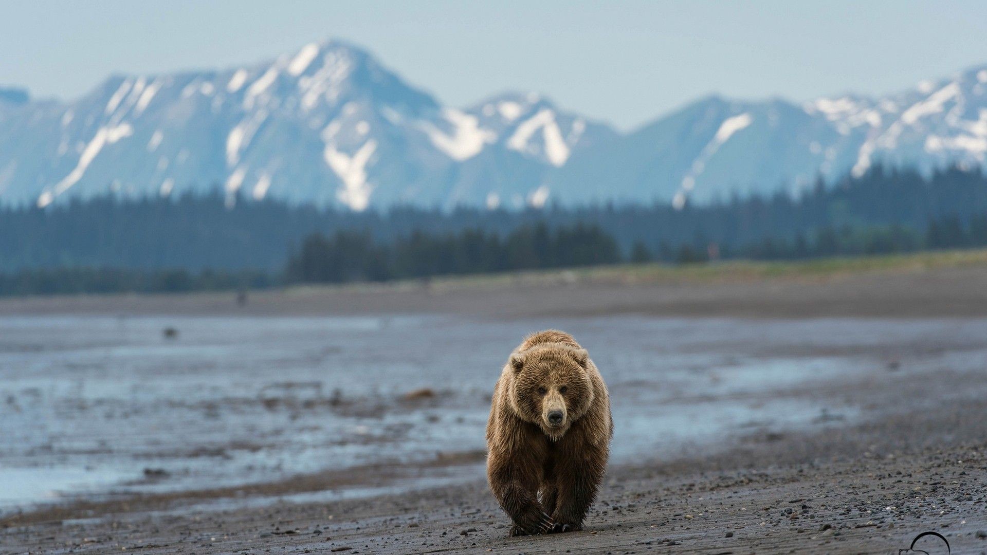 Grizzly Bear Backgrounds