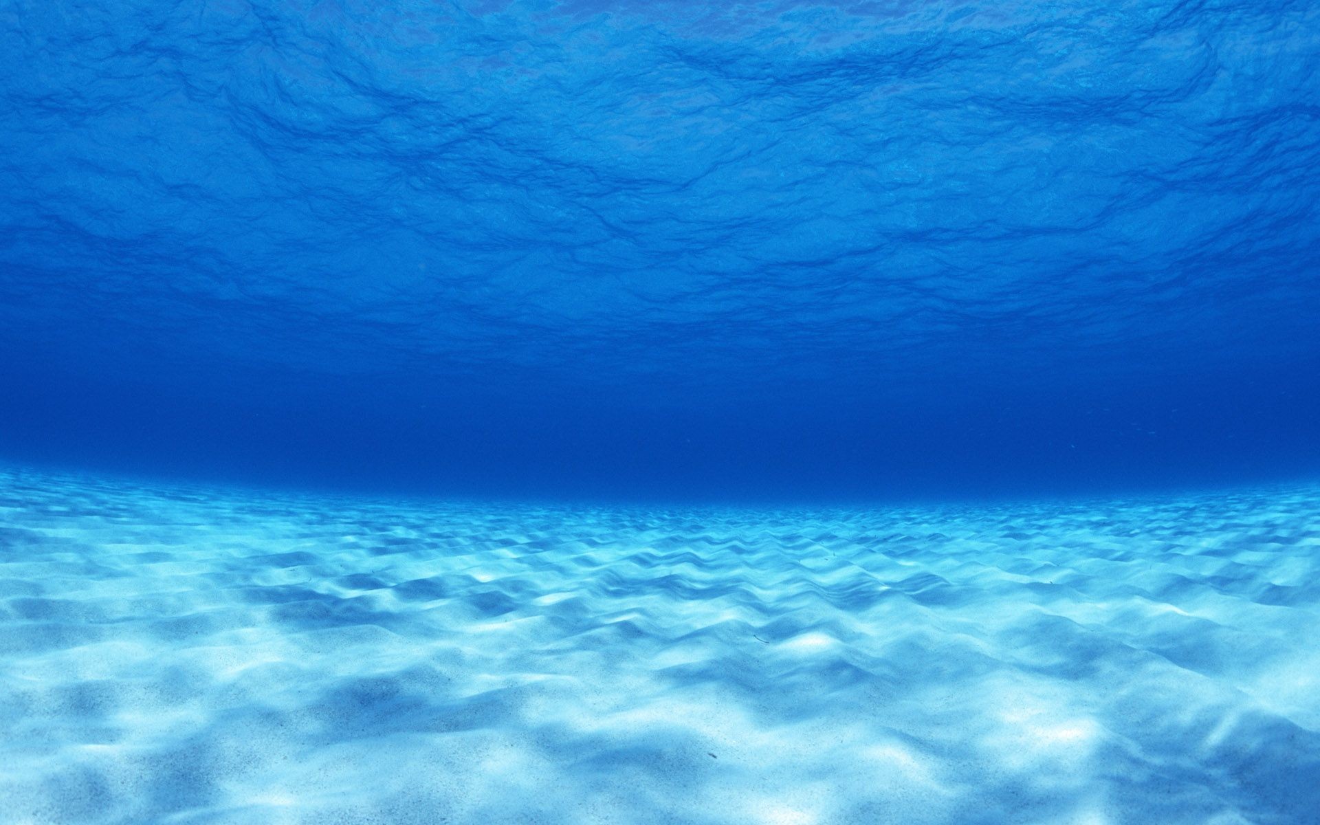 Undersea Wallpaper