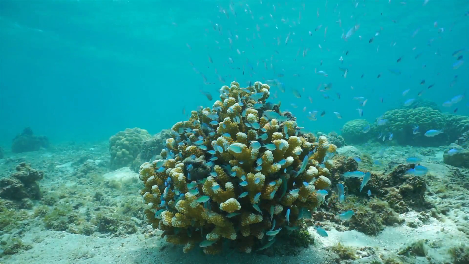 Underwater scene on shallow ocean floor, cauliflower coral with shoal of fish blue green chromis, Huahine, Pacific ocean, French Polynesia Stock Video