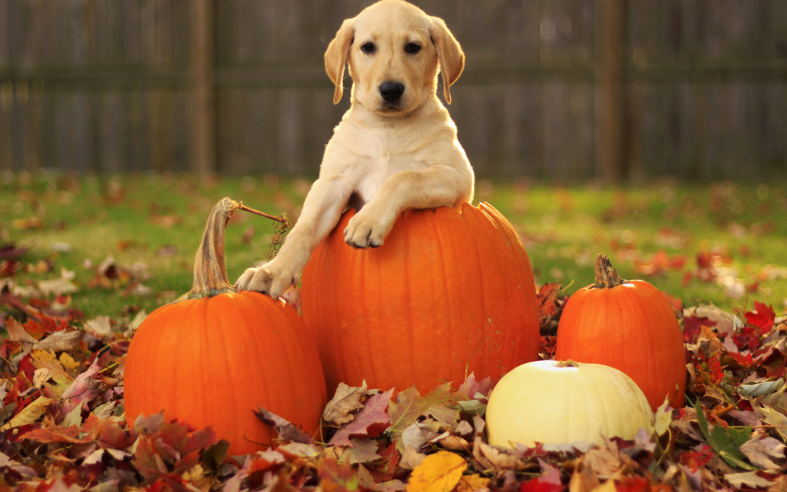 Autumn Free Wallpaper – A pumpkin and a..dog is a great wallpaper for