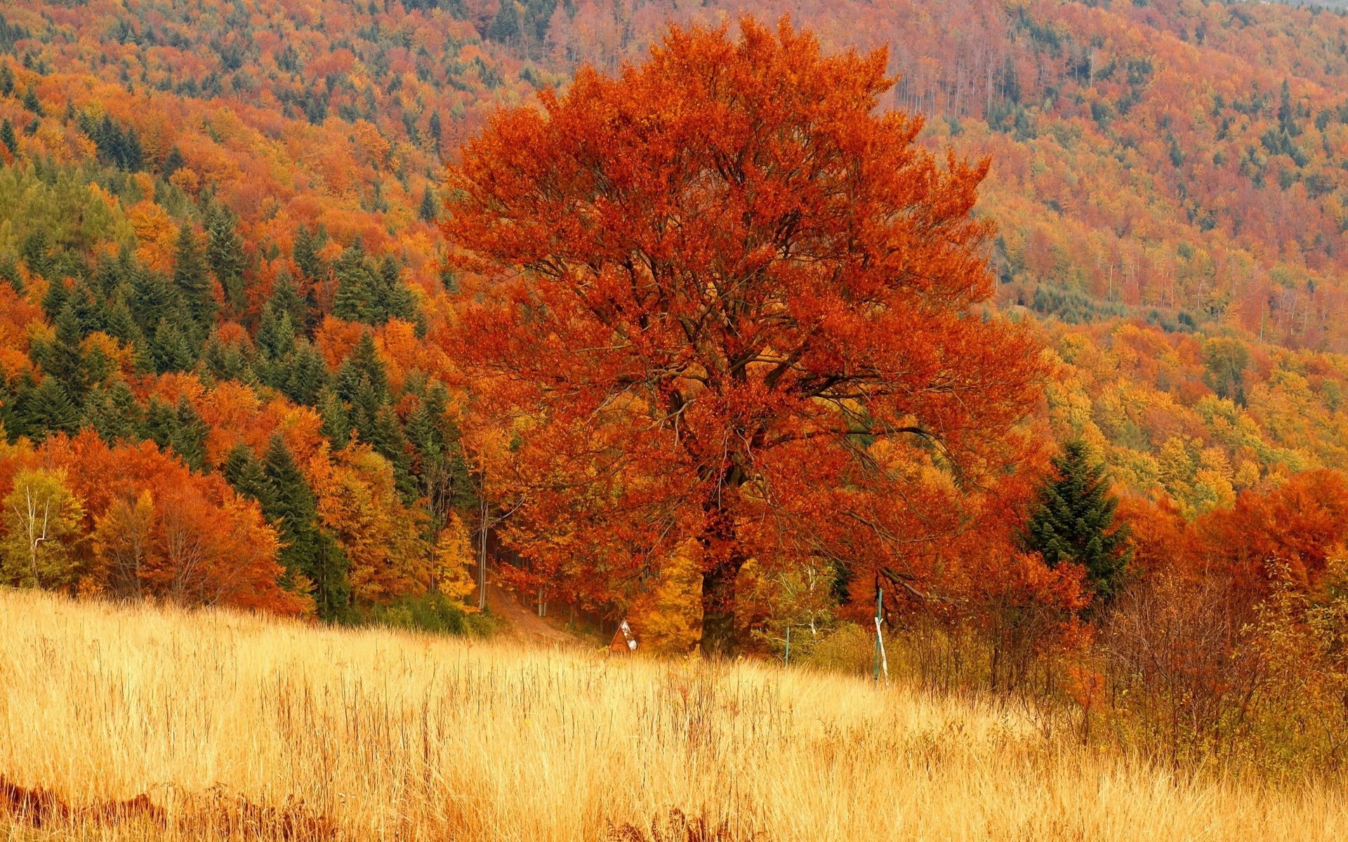 Free wallpaper and screensavers for fall