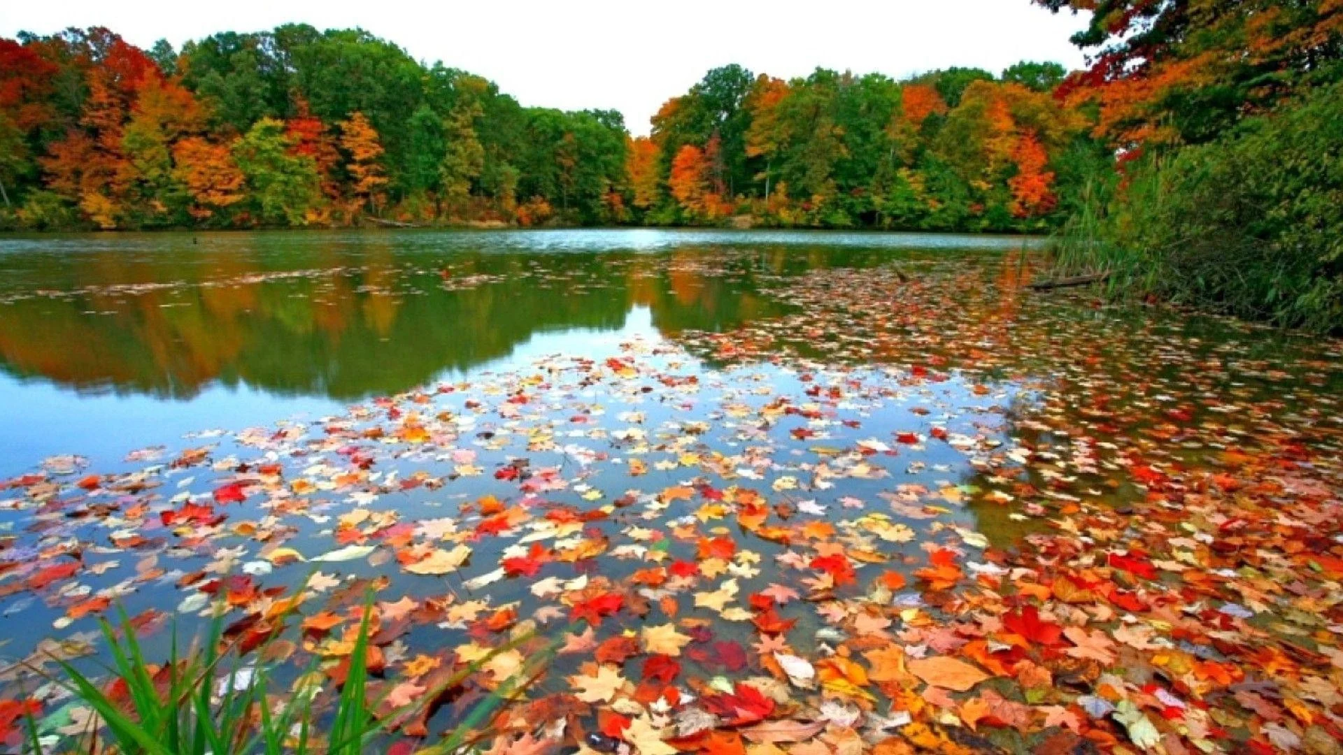 Fall Foliage Wallpapers For Desktop Wallpaper Cave