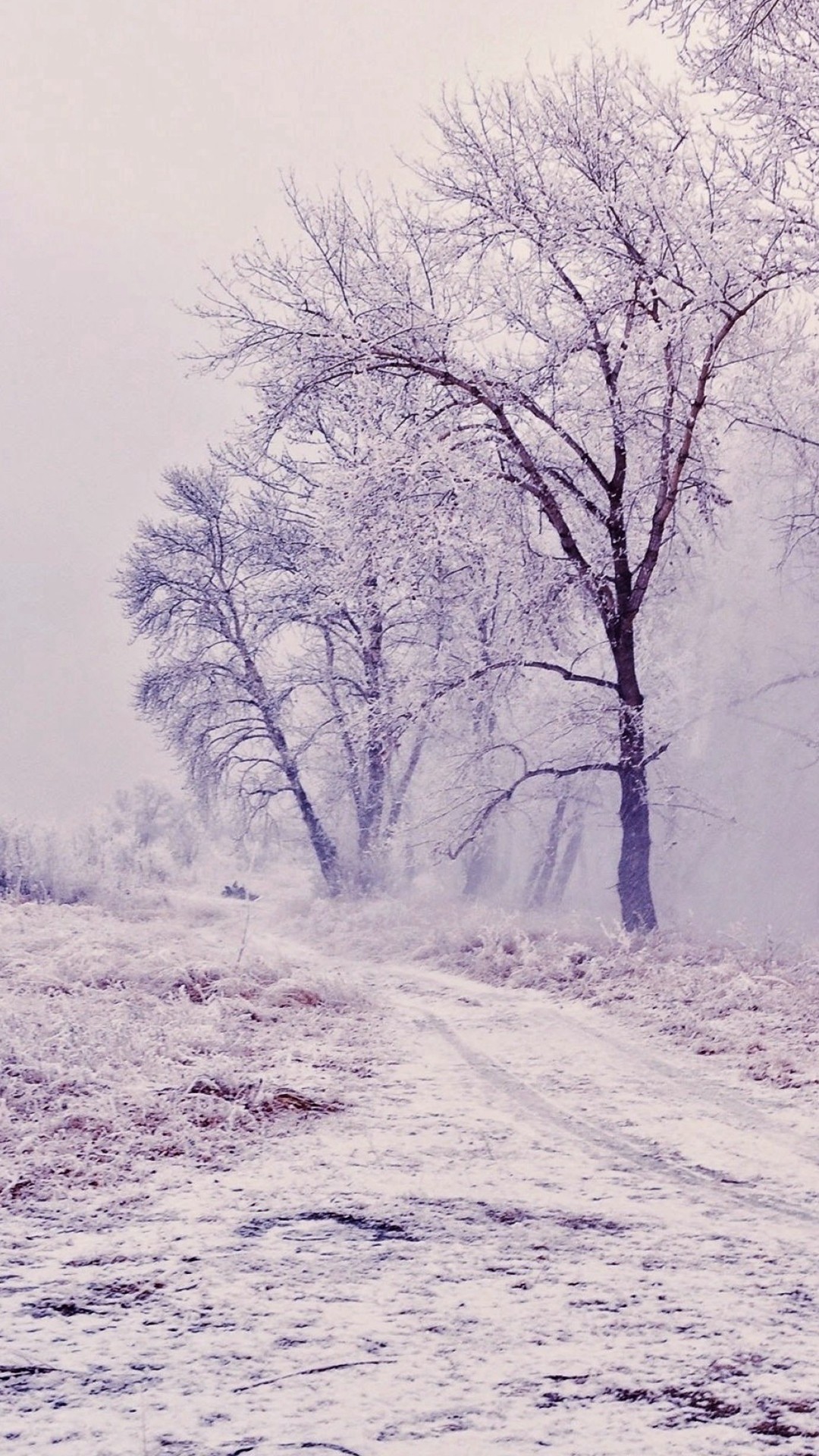 Winter Path Trees Landscape iPhone 6 wallpaper