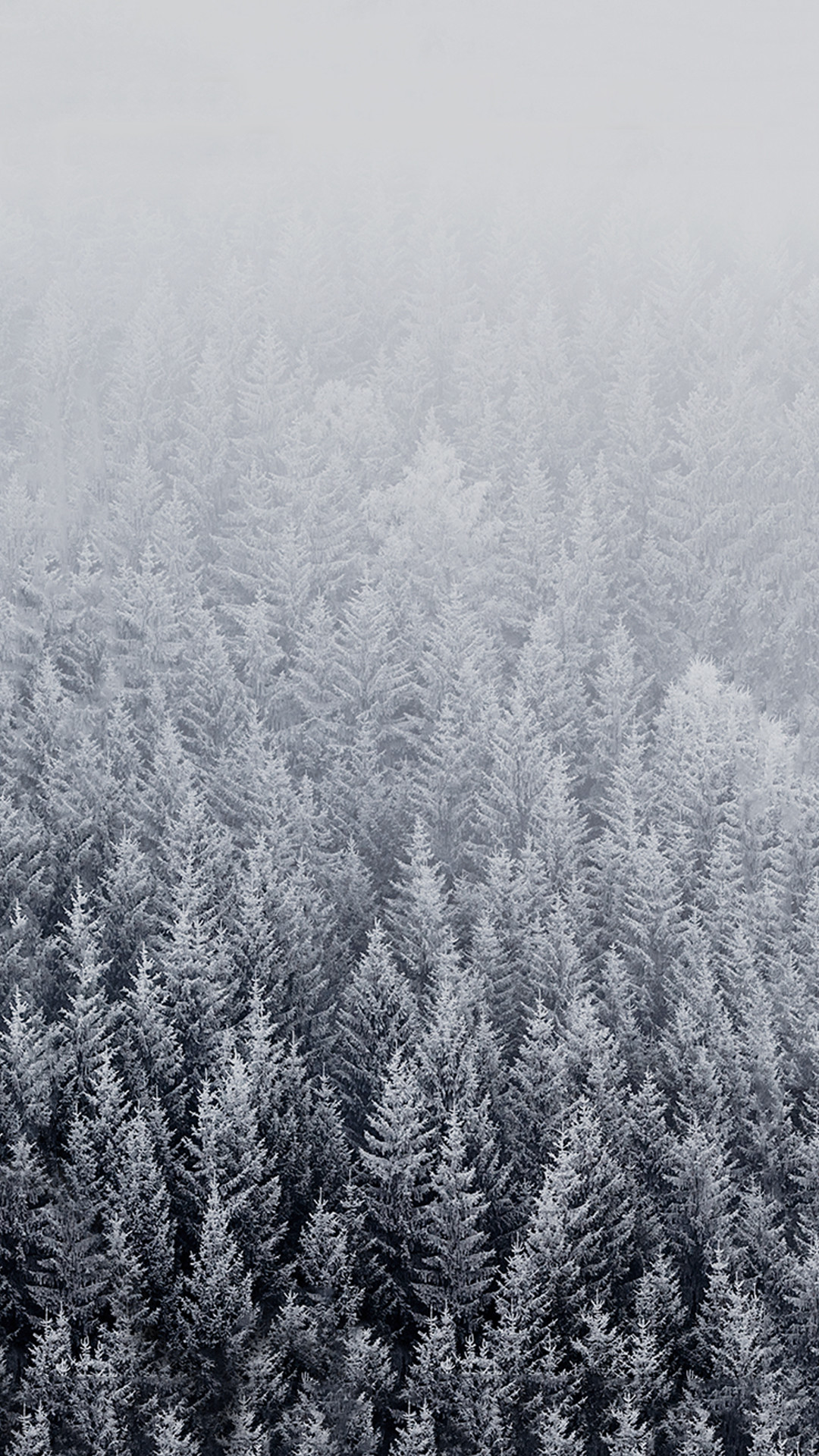 File attachment for Apple iPhone 6 Plus Wallpaper – winter with snowy trees