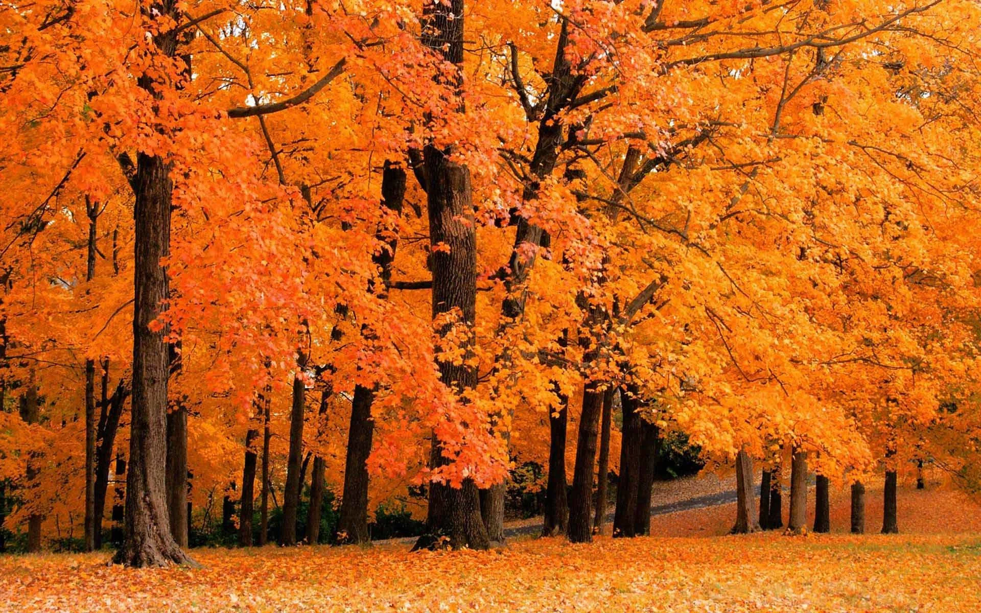 Fall Foliage Desktop Wallpaper Hd Wallpapers Background
