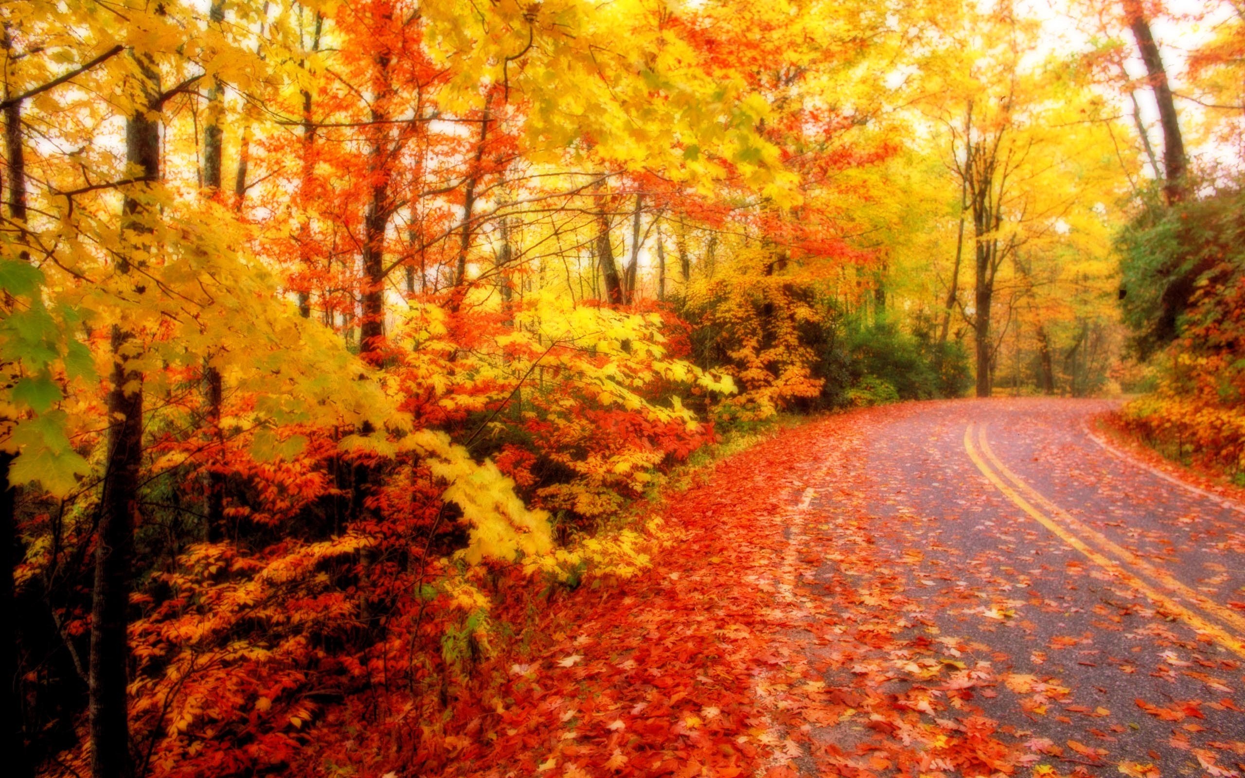 On July 9, 2015 By admin Comments Off on Fall Foliage Wallpaper