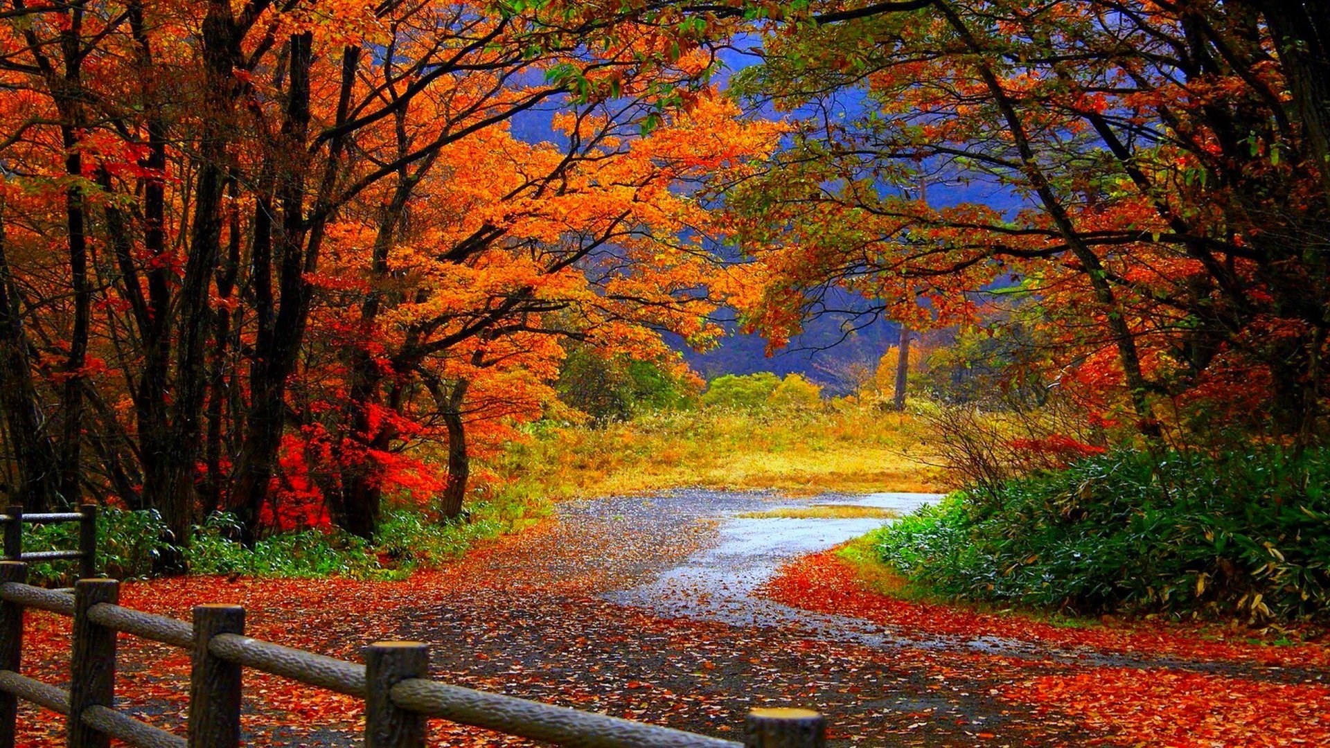 fall foliage background