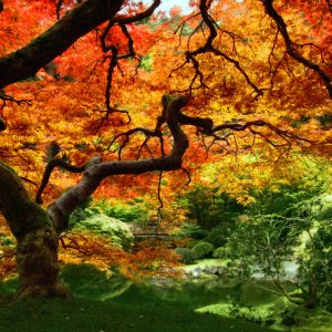 Fall Foliage Backgrounds