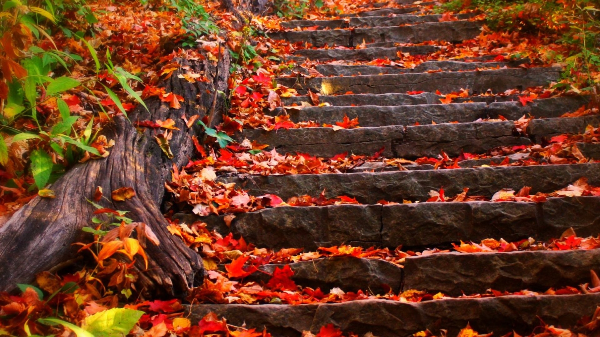Autumn steps fall foliage leaves wallpaper 524349 WallpaperUP