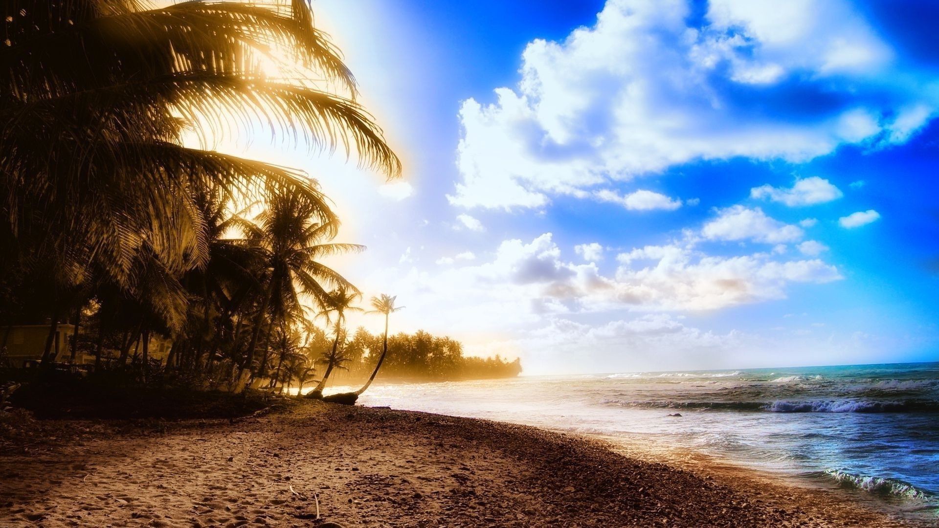 Palm trees on the beach HD wallpaper