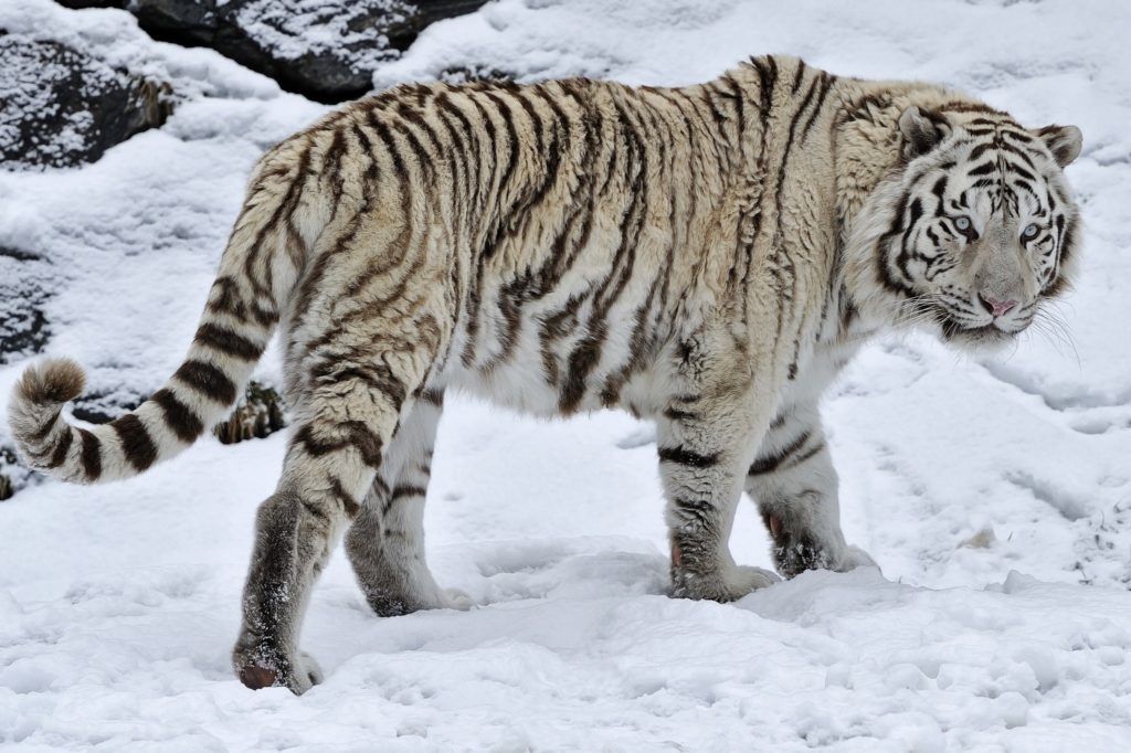 Snow Tiger Wallpaper – WallpaperSafari