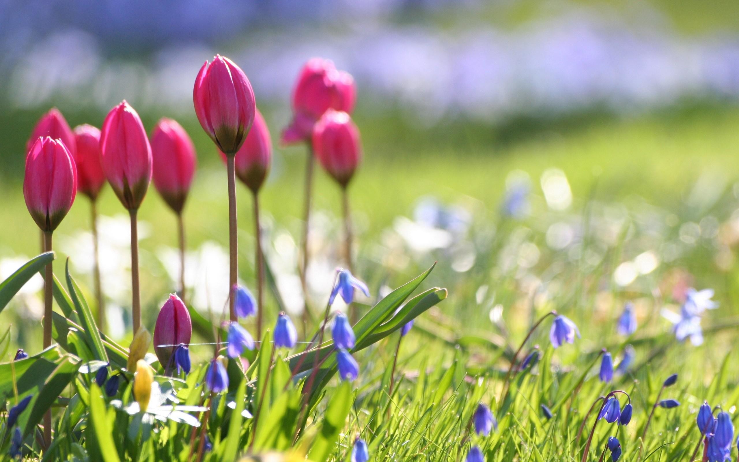 Spring flowers wallpaper nature wallpapers for free download about