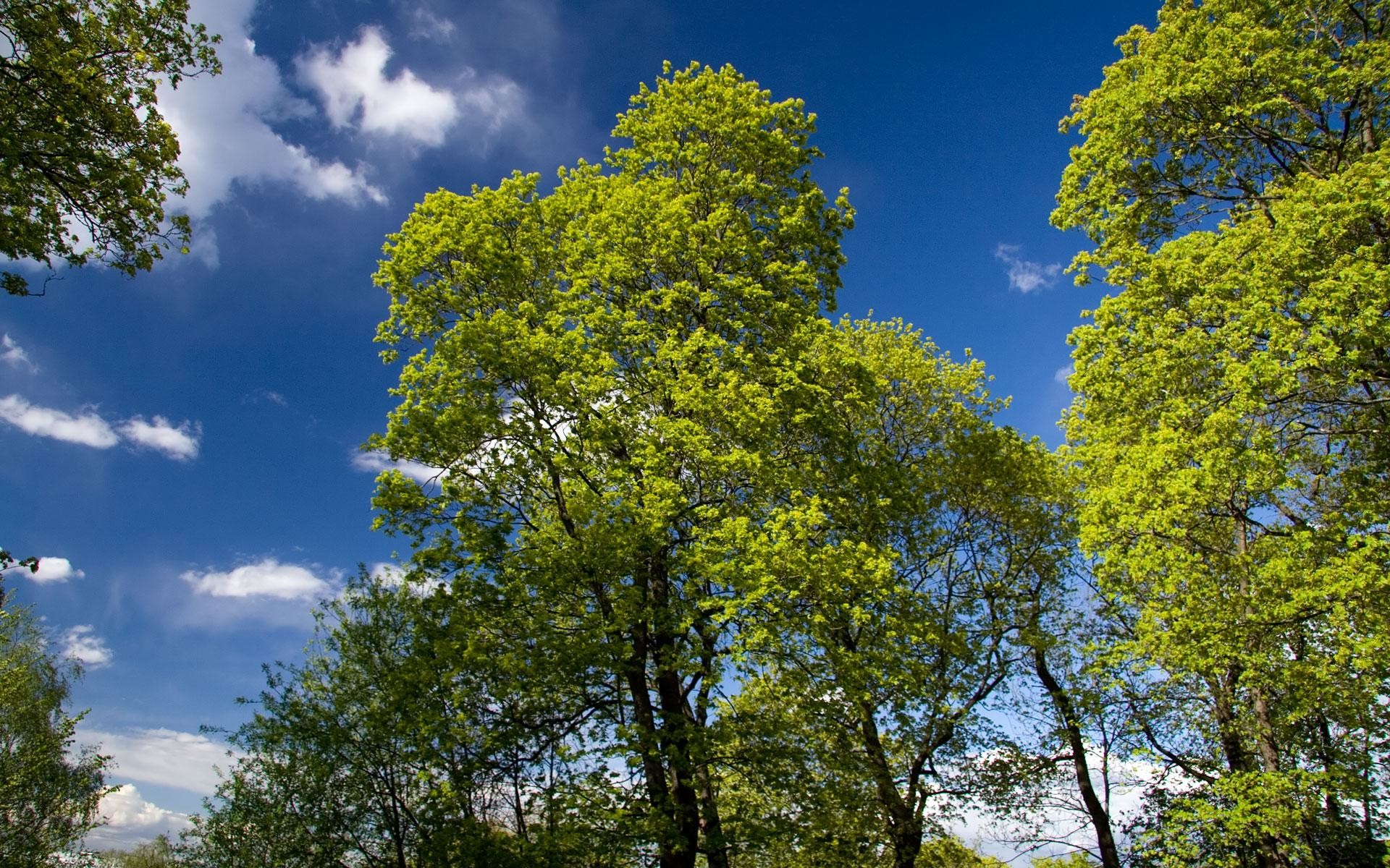 Wallpapers screensavers spring green trees 1920×1200