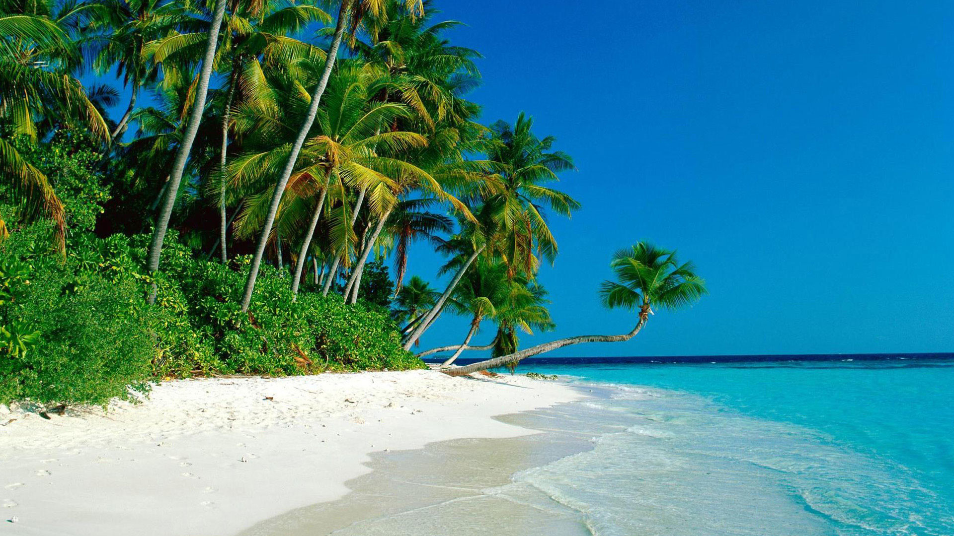 Hd pics photos awesome beautiful beach blue sea coconut tree hd quality desktop background wallpaper