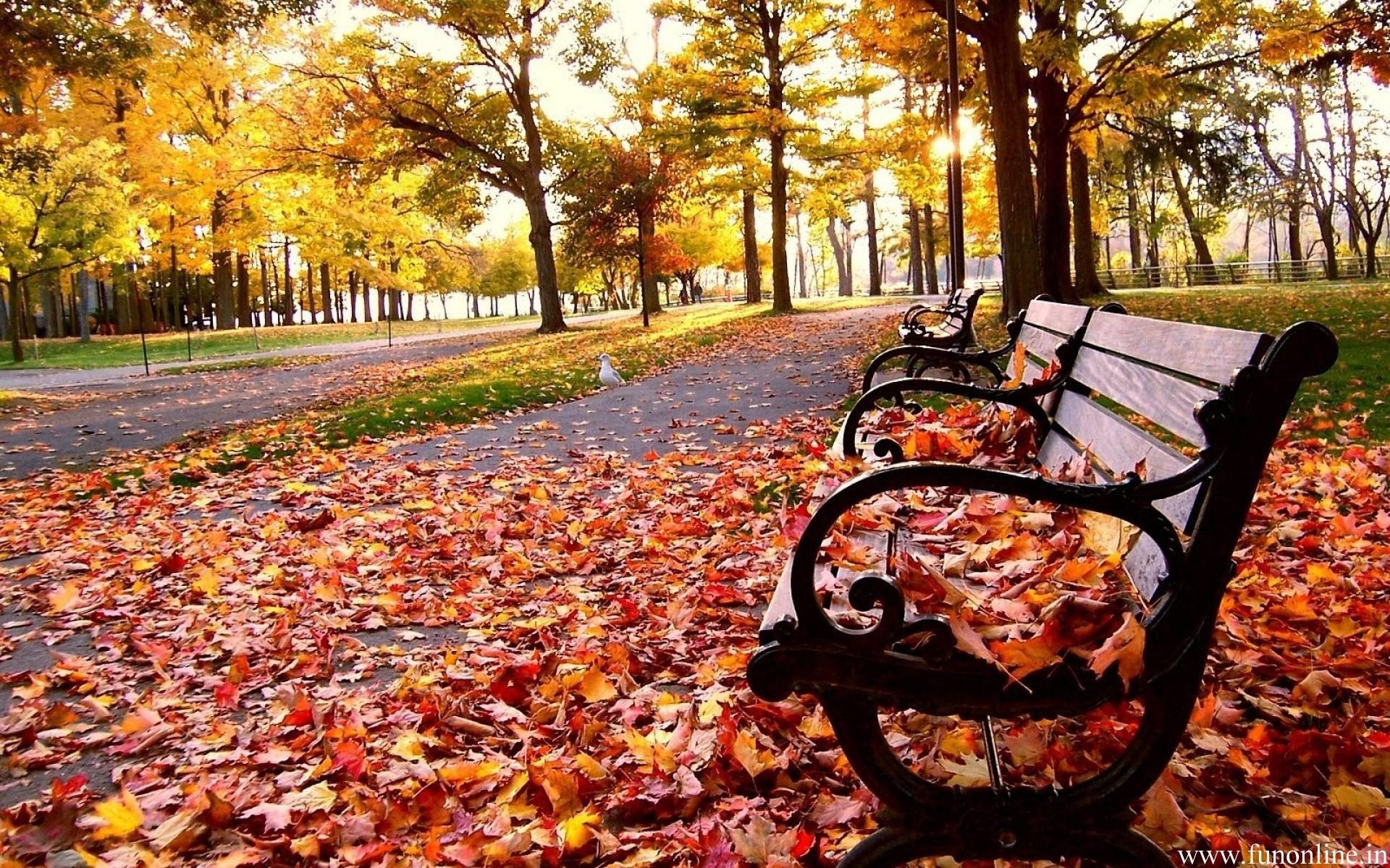 Fall Season Wallpapers – Full HD wallpaper search