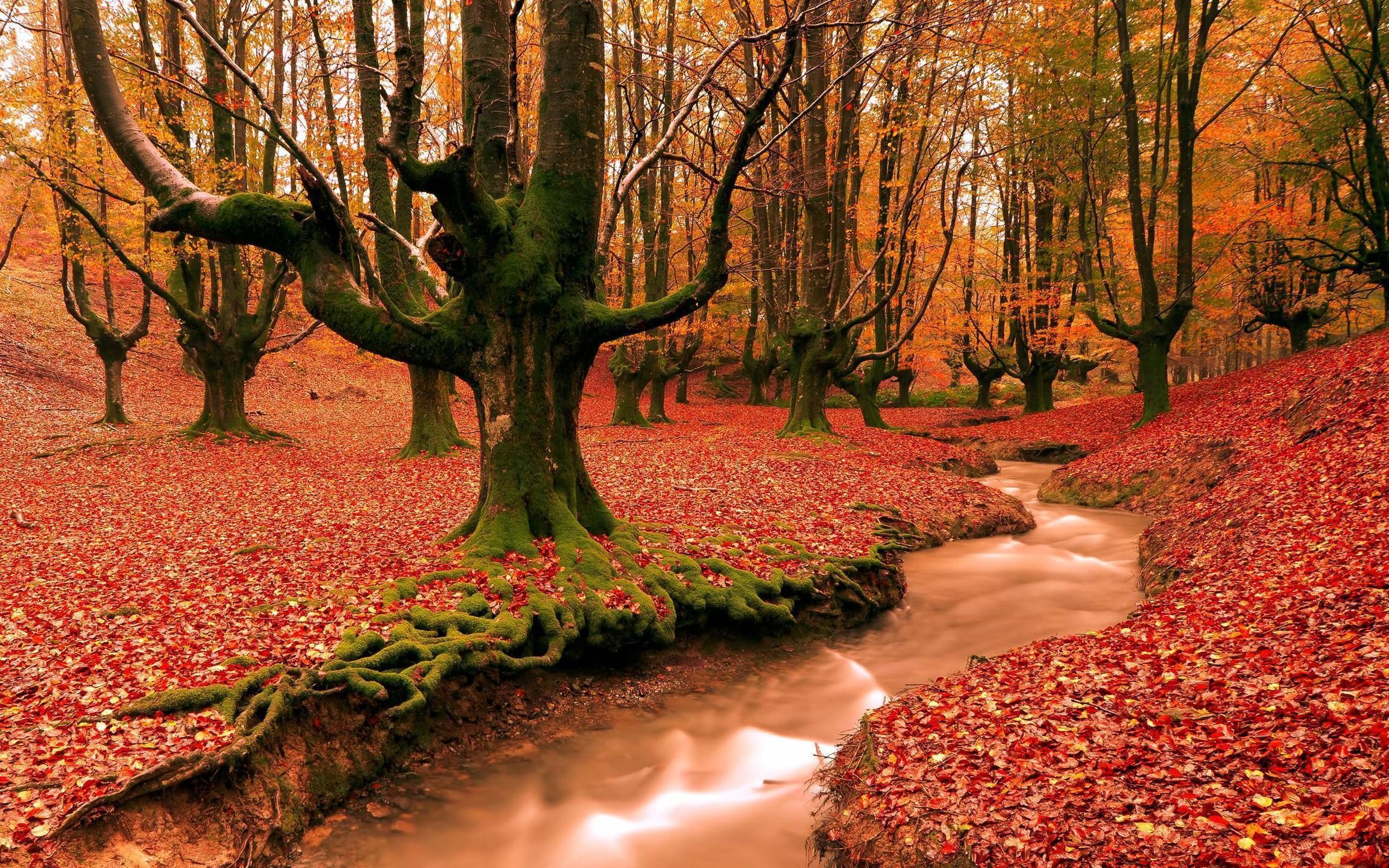red forest fall season HD free wallpapers backgrounds images FHD .