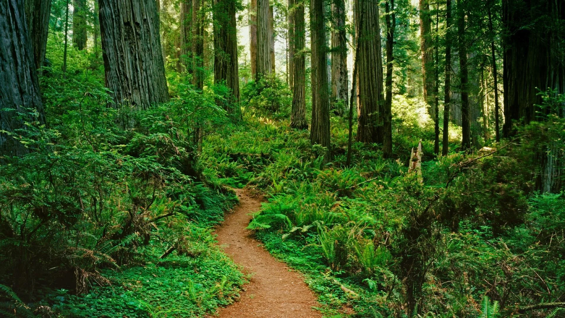 Forest Path Wallpaper