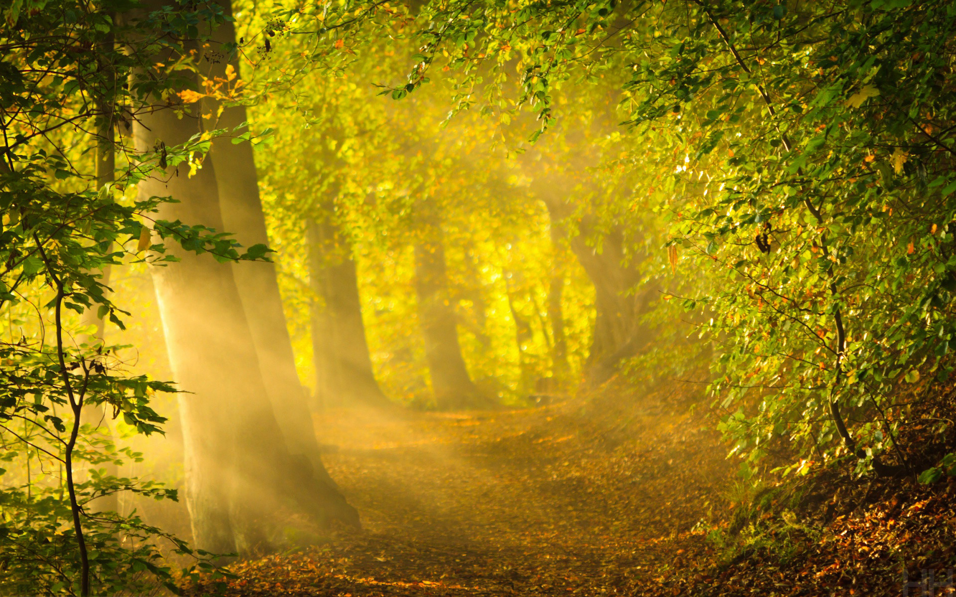 Enchanted forest path