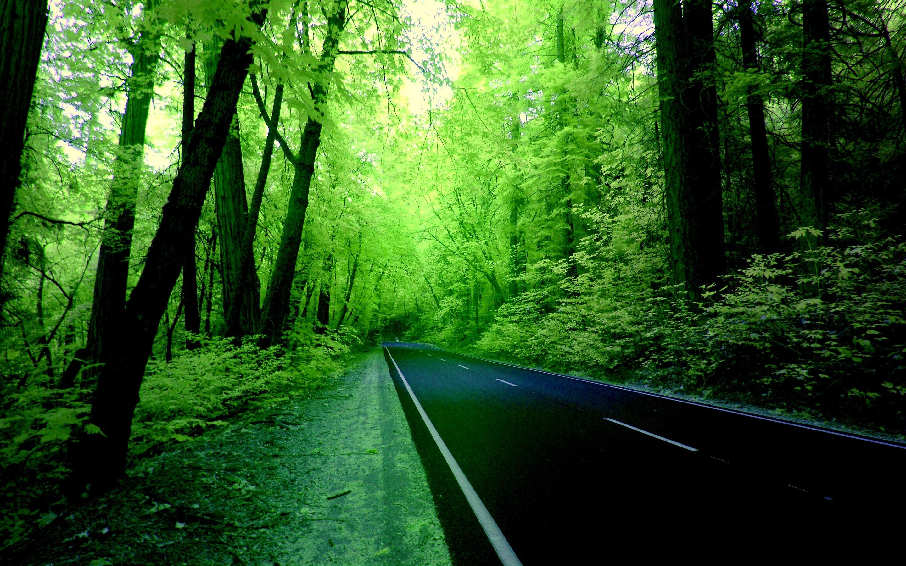 Green Forest Wallpaper Hd Background 9 HD Wallpapers