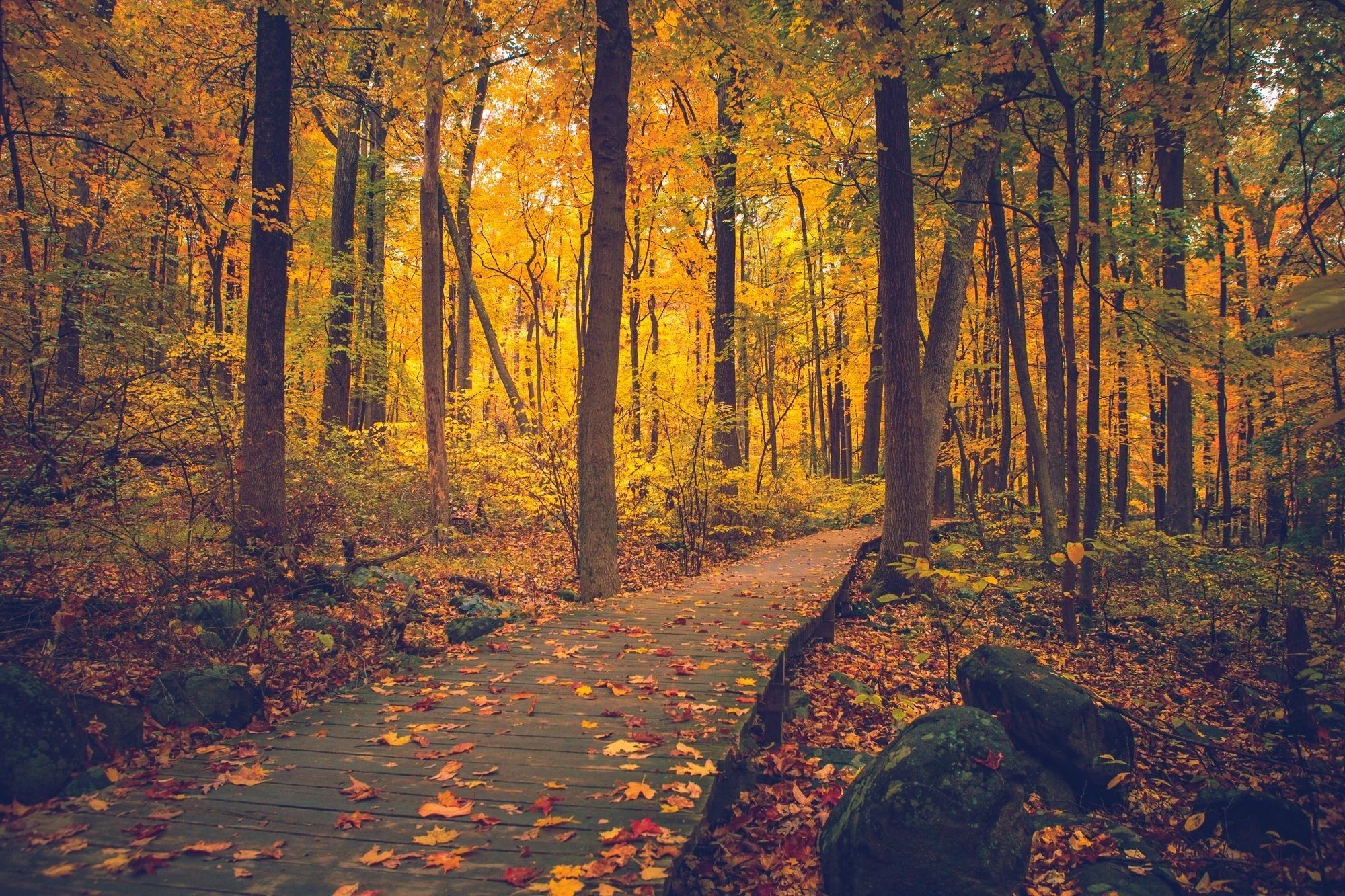 Sourland Mountain, New Jersey, Fall, Trees, Walkway, Nature, Forest Wallpapers HD / Desktop and Mobile Backgrounds