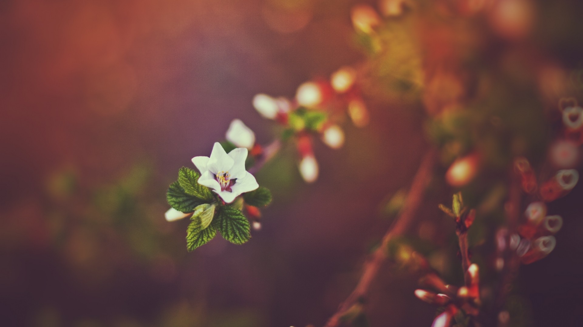 Preview wallpaper spring, nature, bokeh, sunset, branches 1920×1080