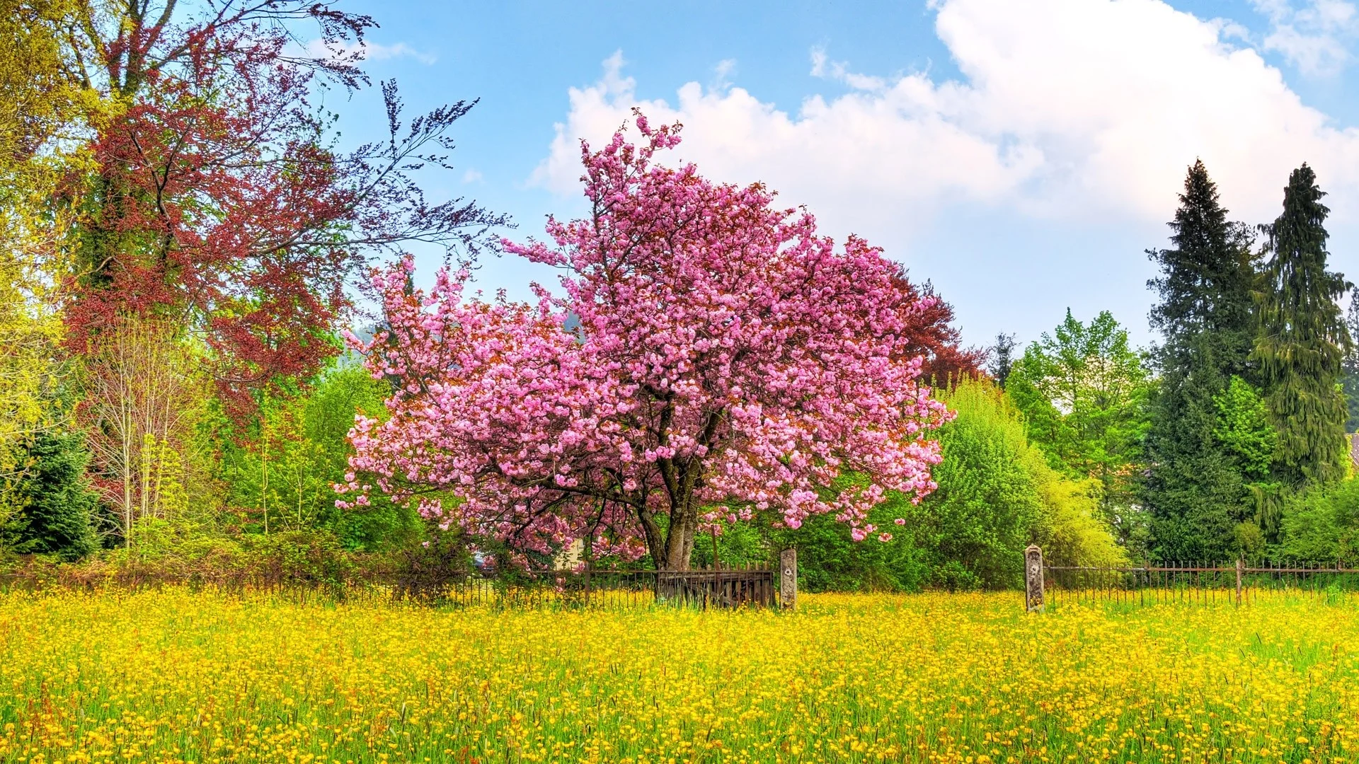 Spring nature desktop wallpaper