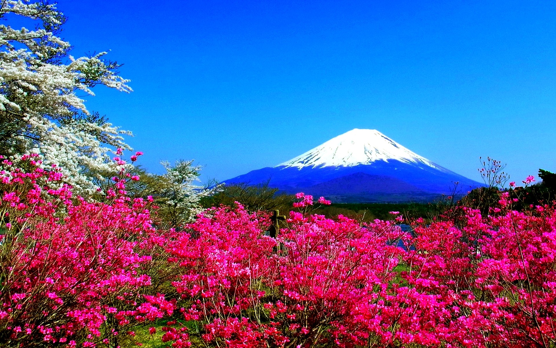 0 Spring Widescreen Wallpapers Group Spring in Japan wallpapers Pixels Talk