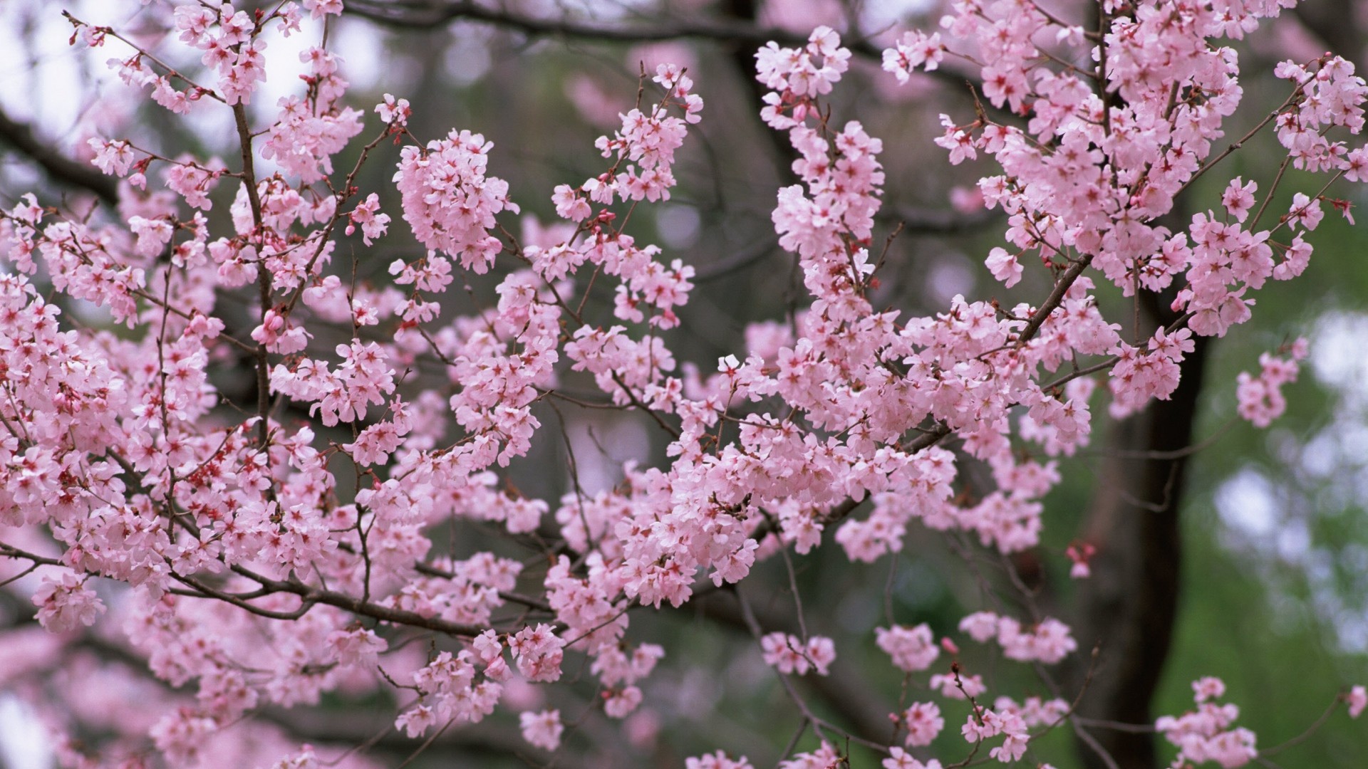 Wallpaper flower, tree, branch, spring, nature