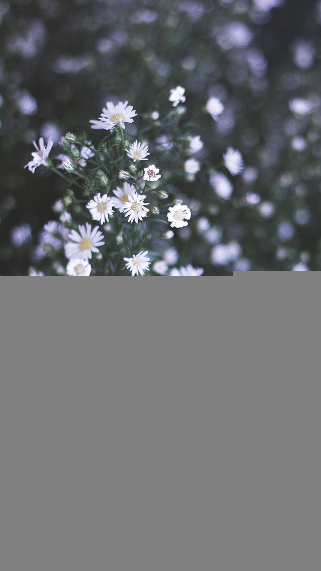 Flower White Spring Nature iPhone 8 wallpaper