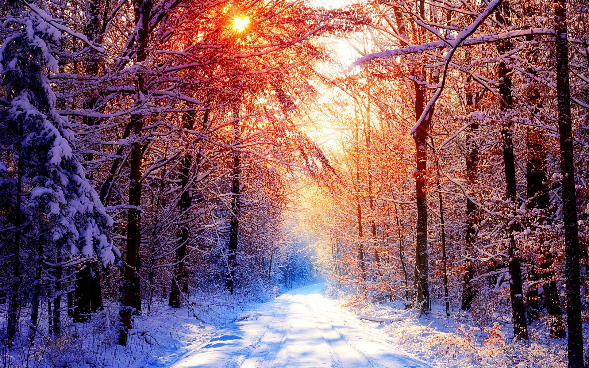 Sunset Winter Snowy Forest