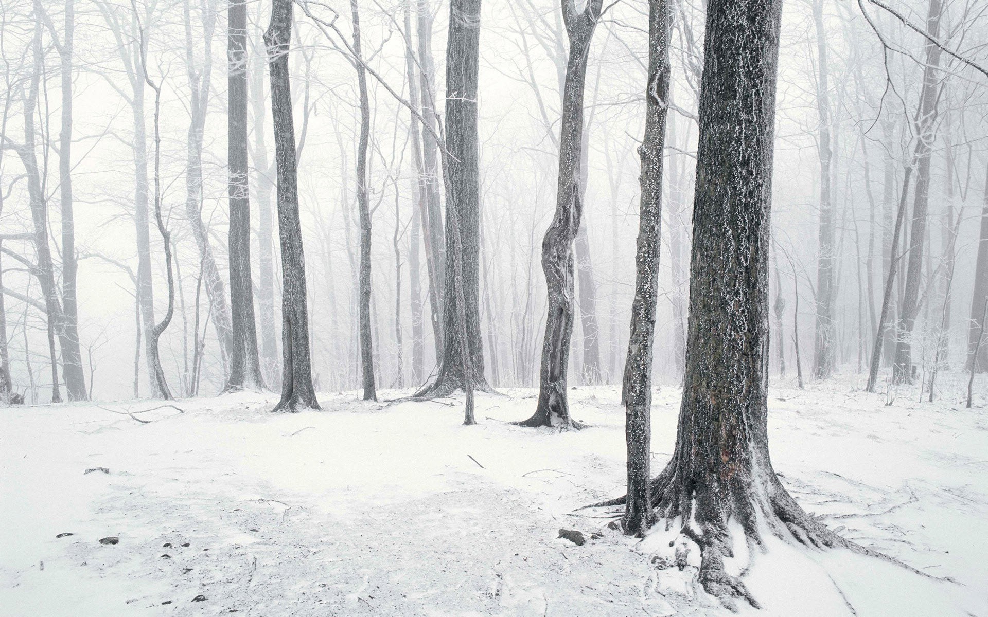Landscape, Snow, Forest Wallpapers HD / Desktop and Mobile