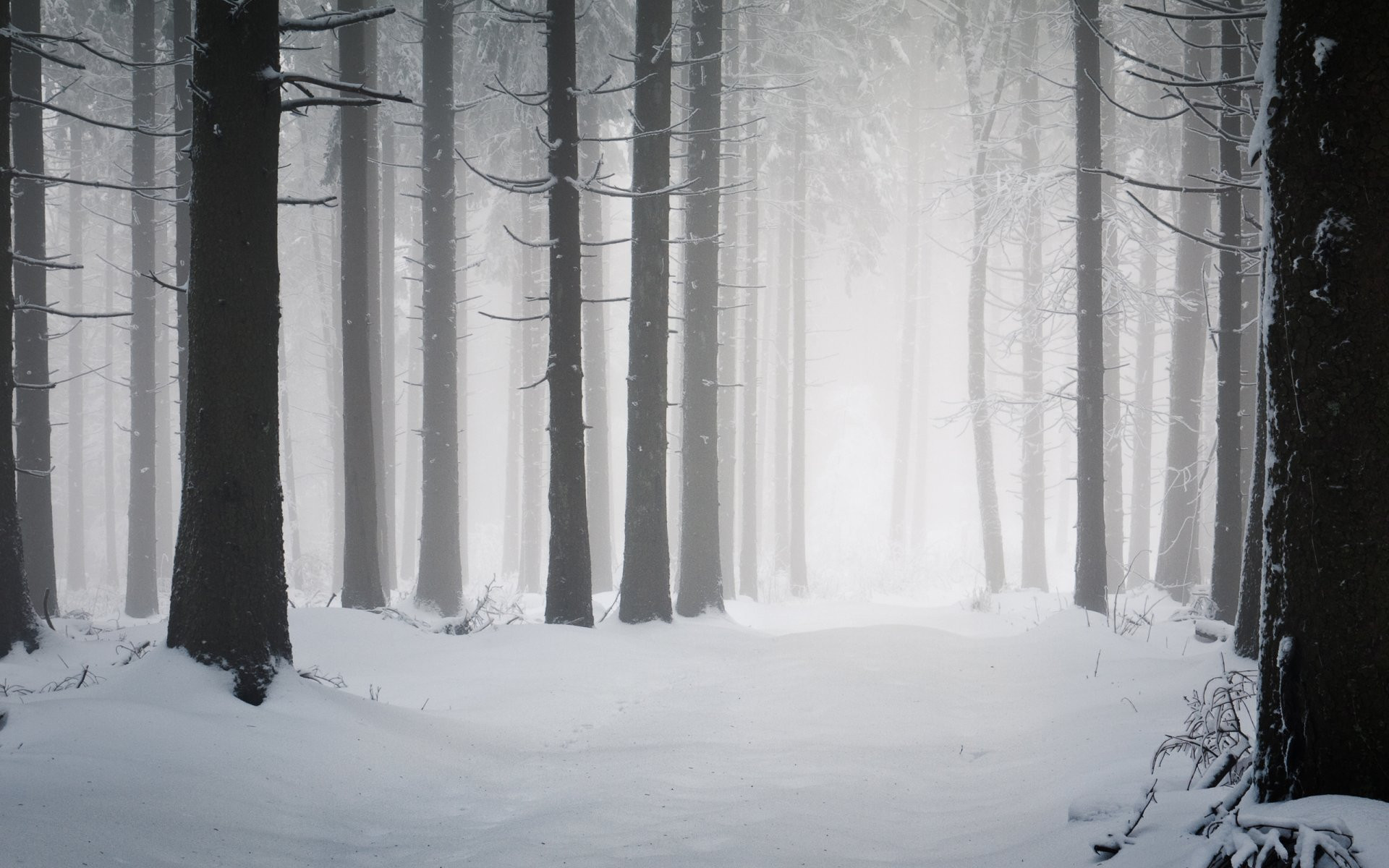 Dark Winter Forest Background