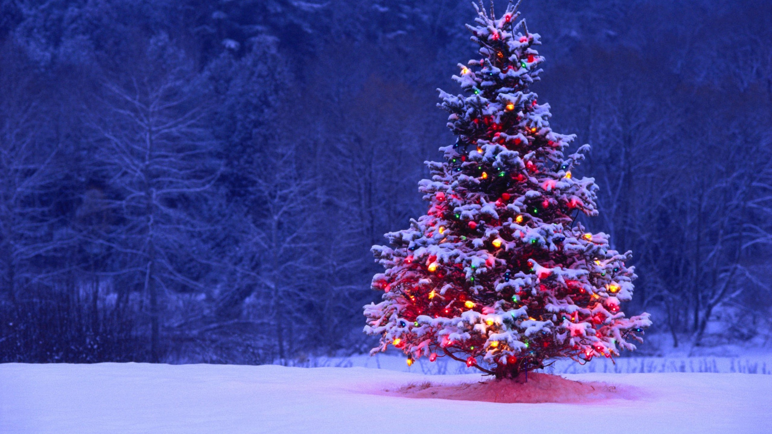 Christmas Tree Lights Snow Forest Holiday Desktop Wallpaper Uploaded by  DesktopWalls