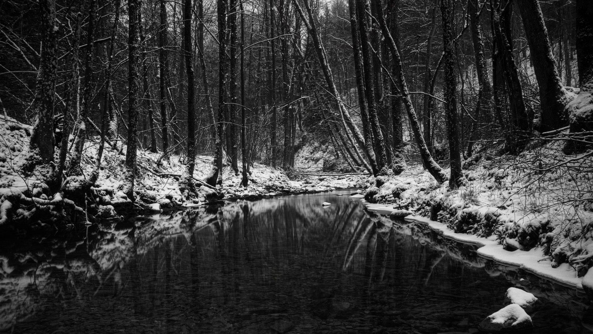 wallpaper.wiki-Download-Black-and-White-Forest-Photo-