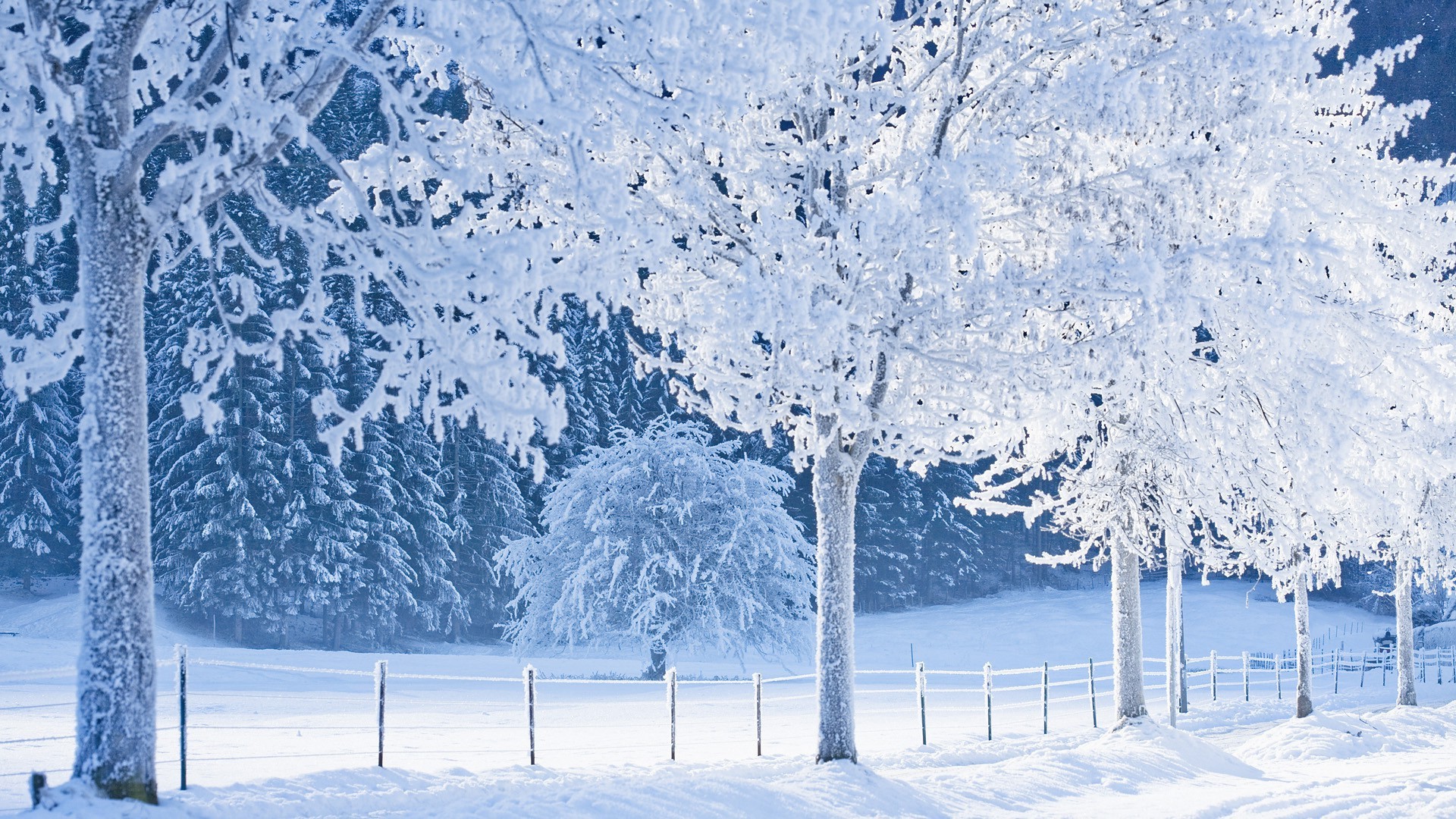 Real Snowy Backgrounds, wallpaper, Real Snowy Backgrounds hd wallpaper