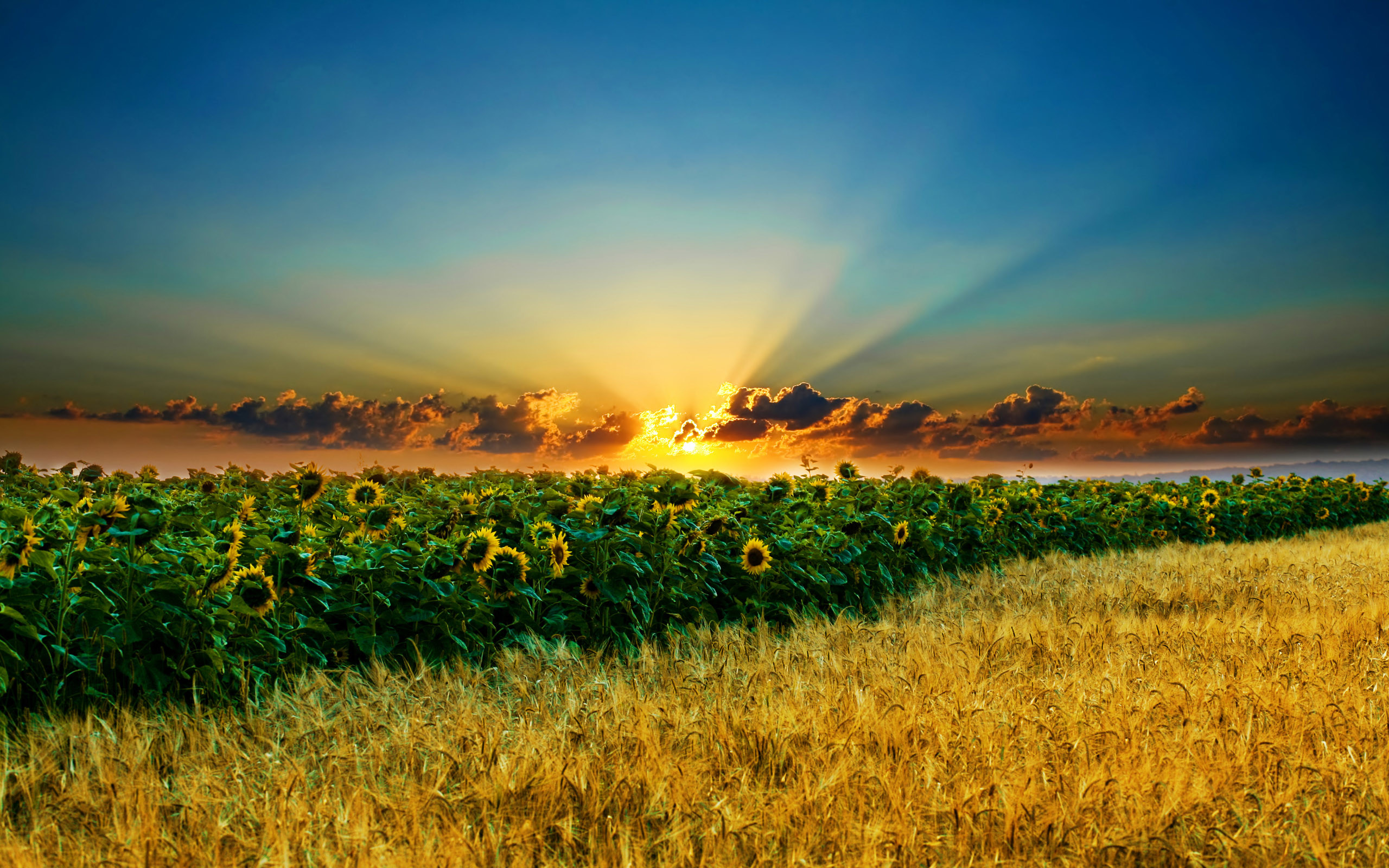 Sunset Sunflower field High quality wallpapers in hd(high  definition),widescreen resolutions for desktop,mobiles and tabs absolutely  free.