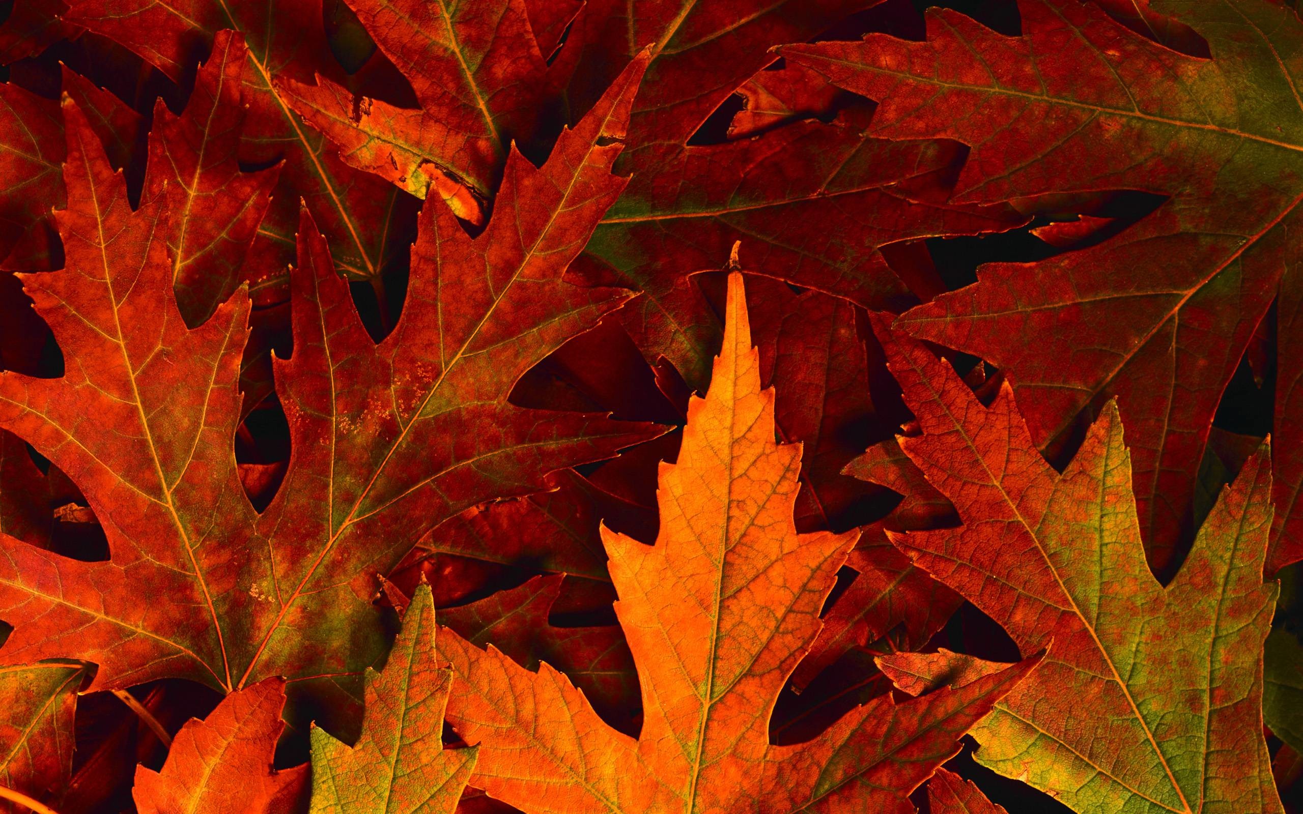 desktop wallpaper fall foliage – www.