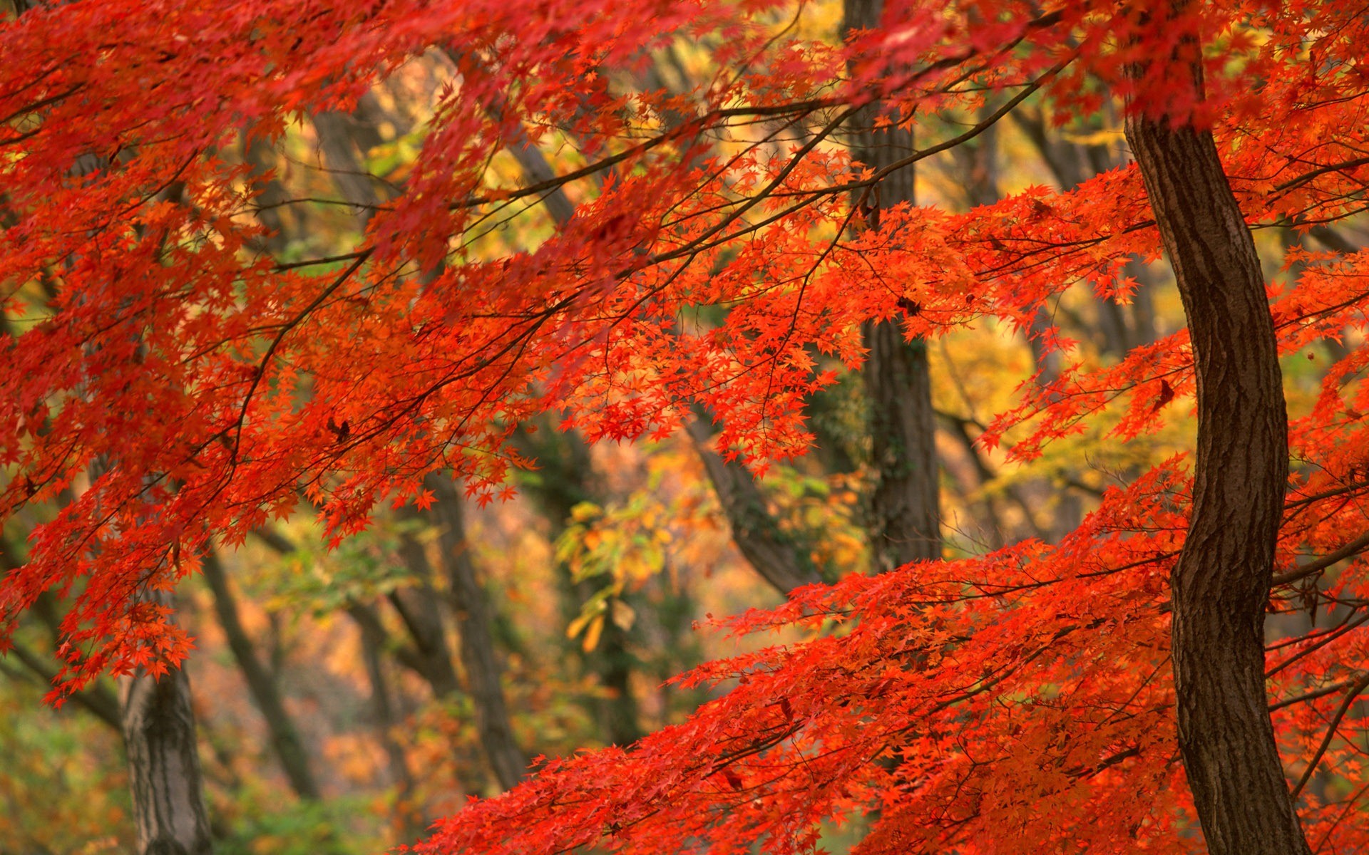 Free Fall Autumn Leaves Wallpaper For Desktop