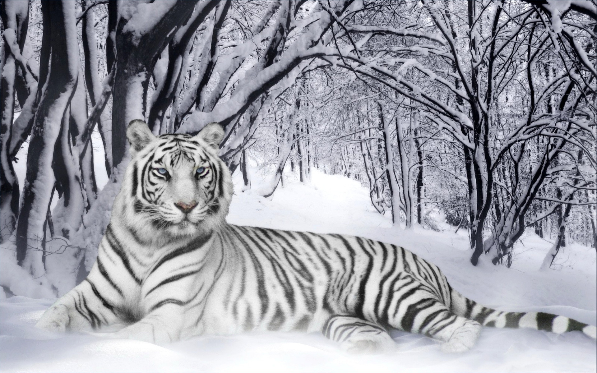Winter animal desktop Backgrounds