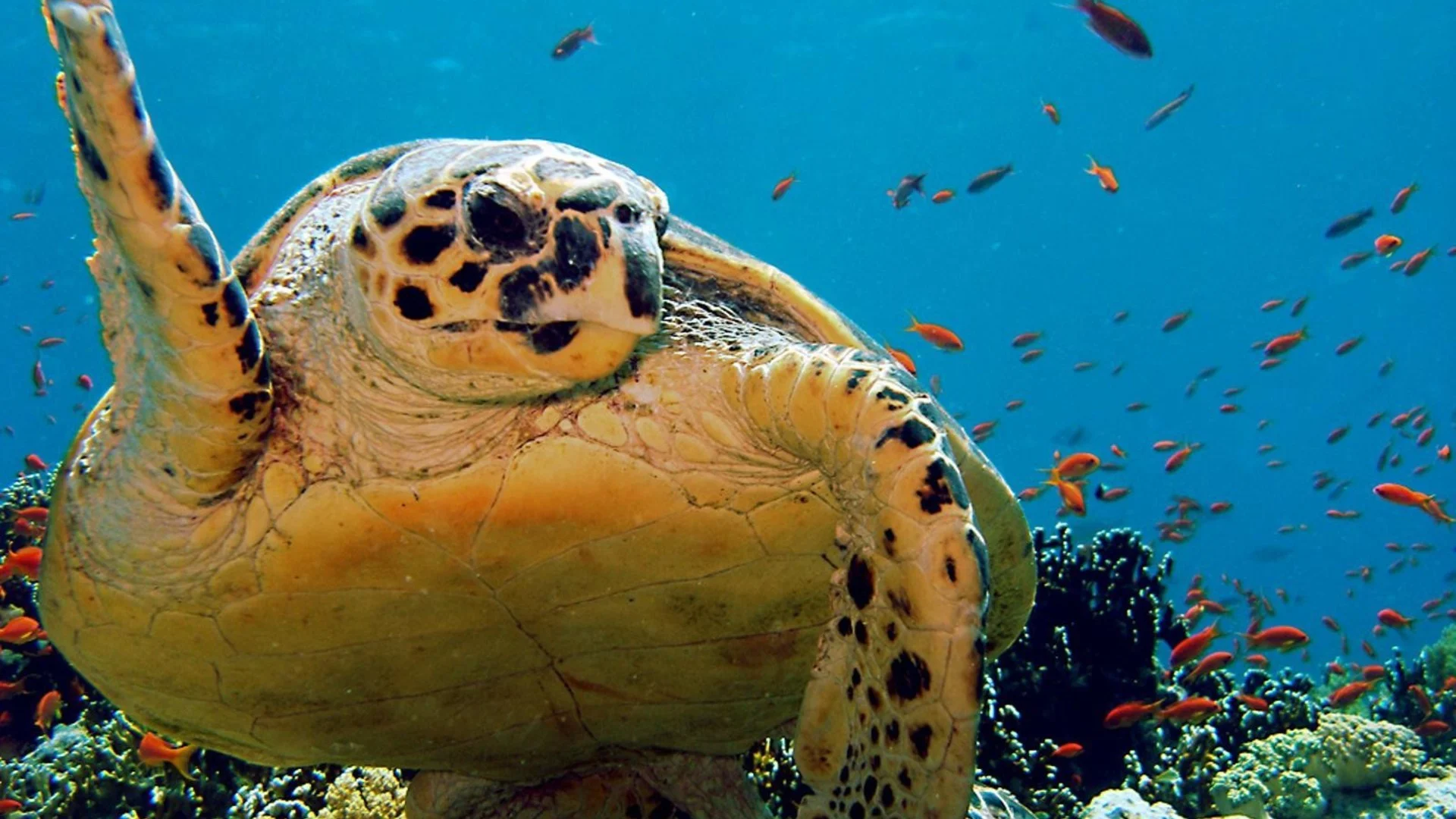 Про обитателей океана. Морские жители. Животные моря. Морская черепаха. Подводный мир черепахи.