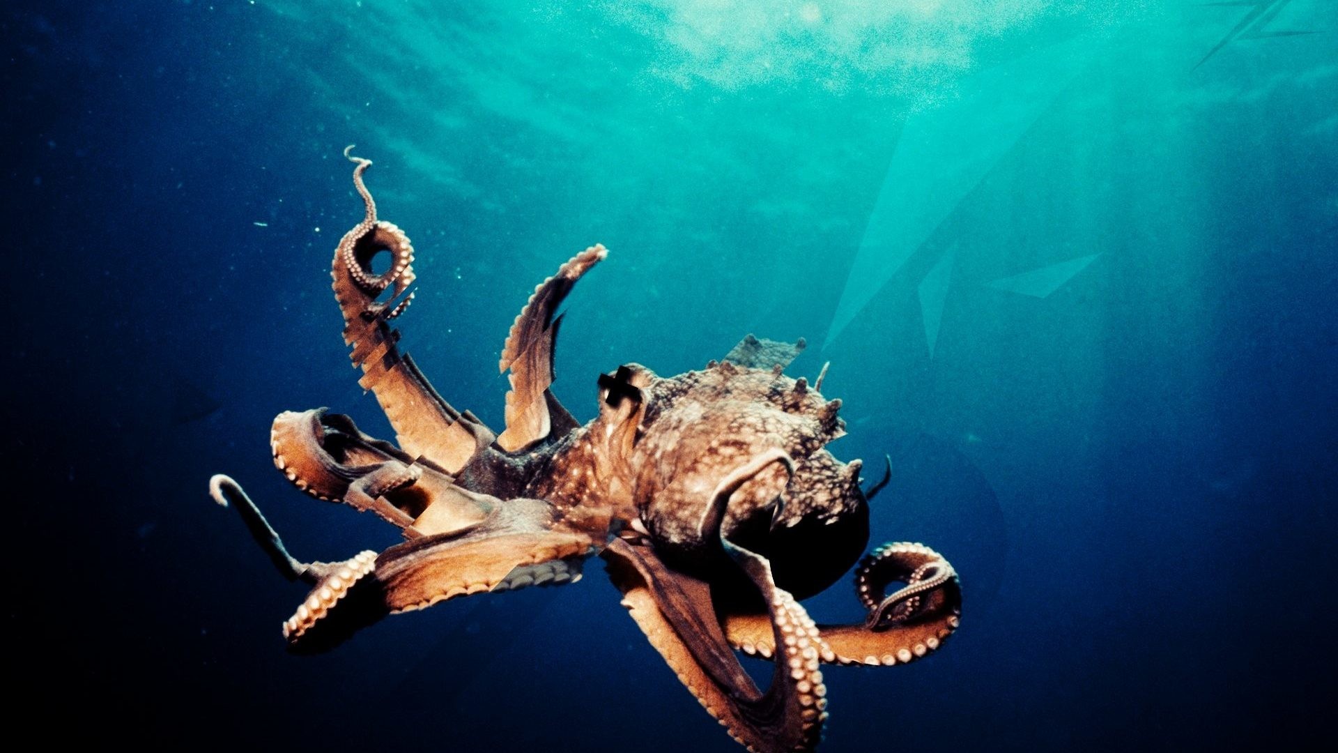 #006688 Color – Ocean Underwater Sea Sealife Octopus Photo Salmon Fish for  HD 16: