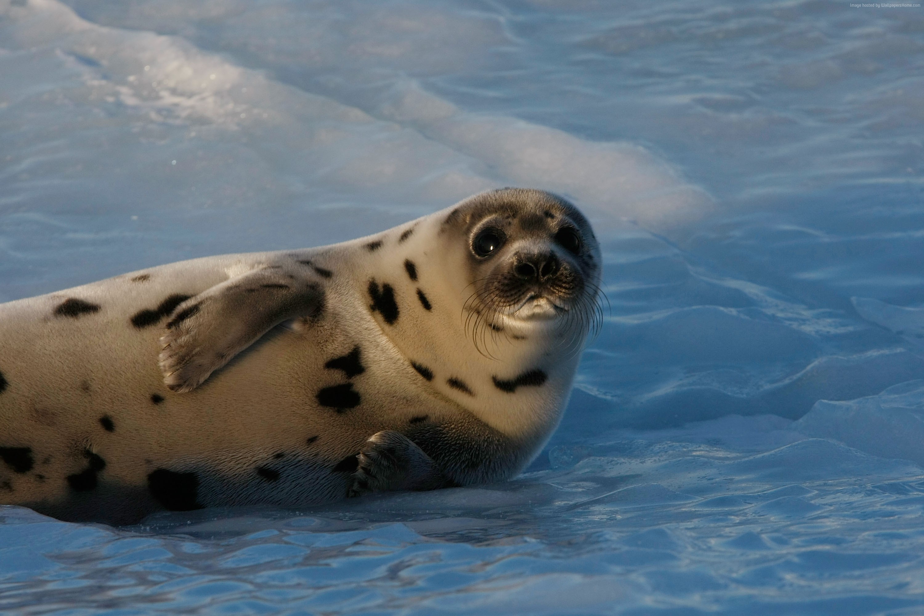 Wallpaper Seal pup, Atlantic Ocean, snow, funny, Animals . Taking an 4k images, freezing a moment, reveals how rich reality truly is