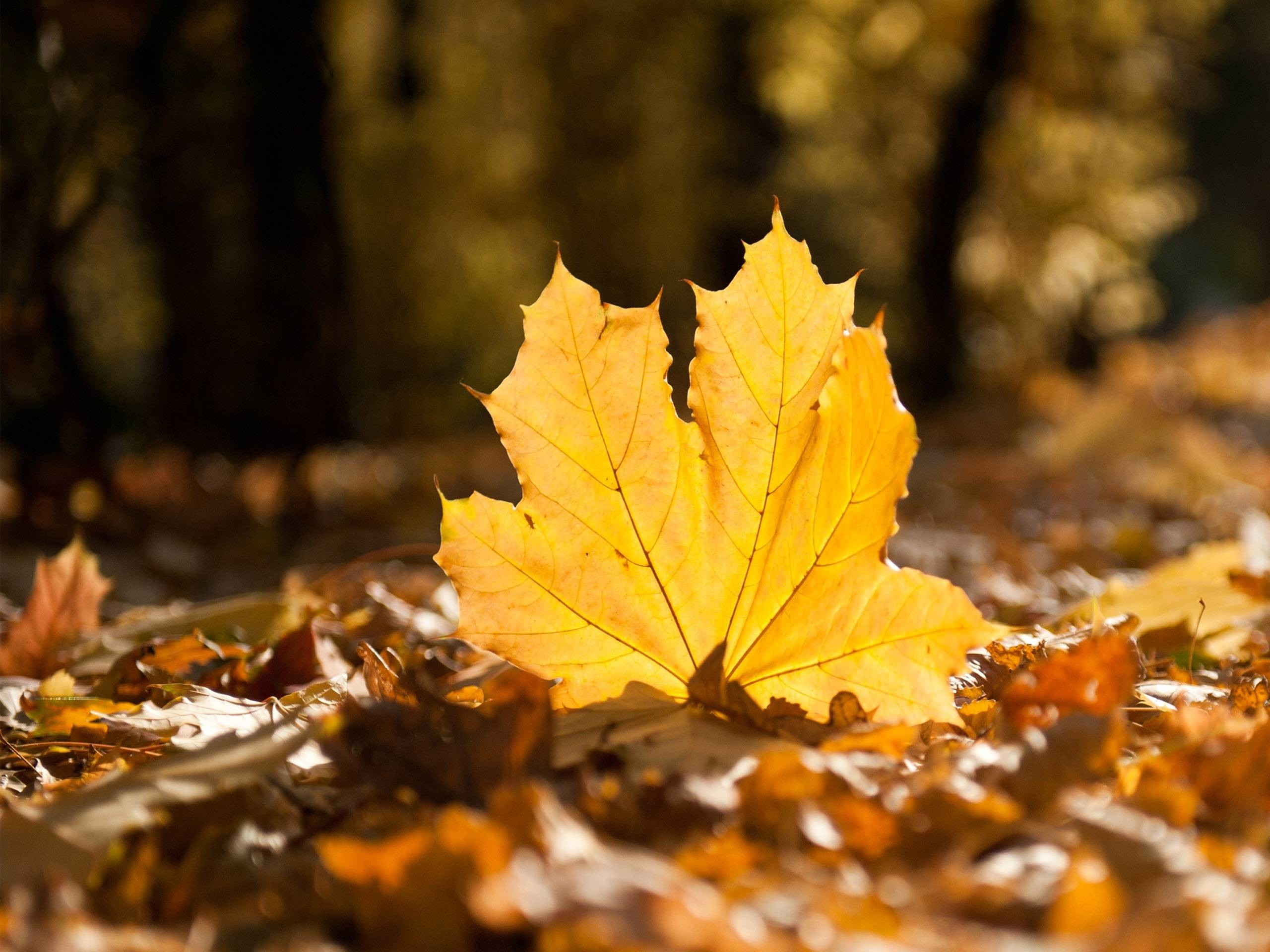 Fall Leaf HD Wallpapers – HD Wallpapers Inn