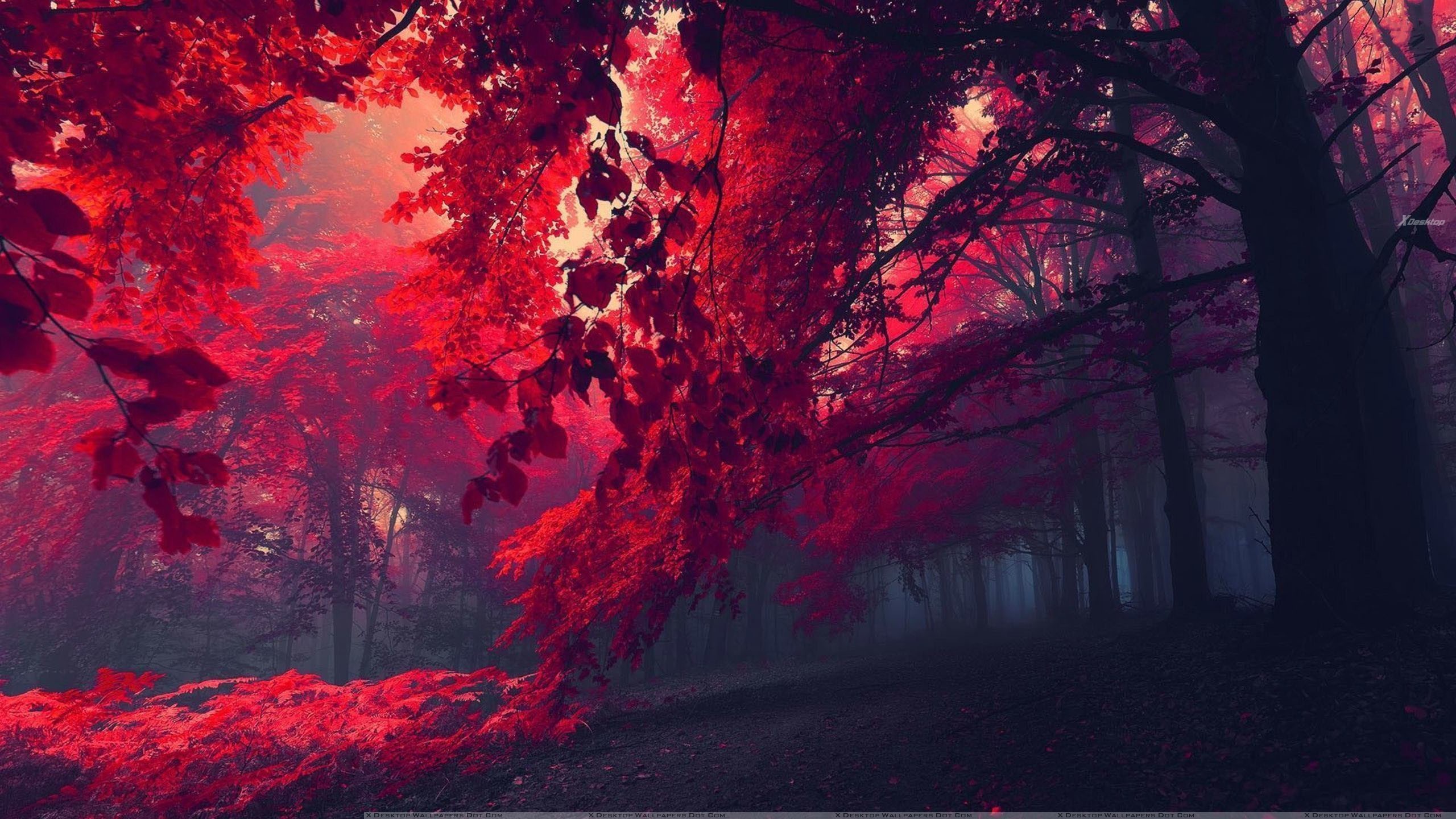 Red forest Nature desktop wallpaper, Forest wallpaper, Tree wallpaper – Nature no