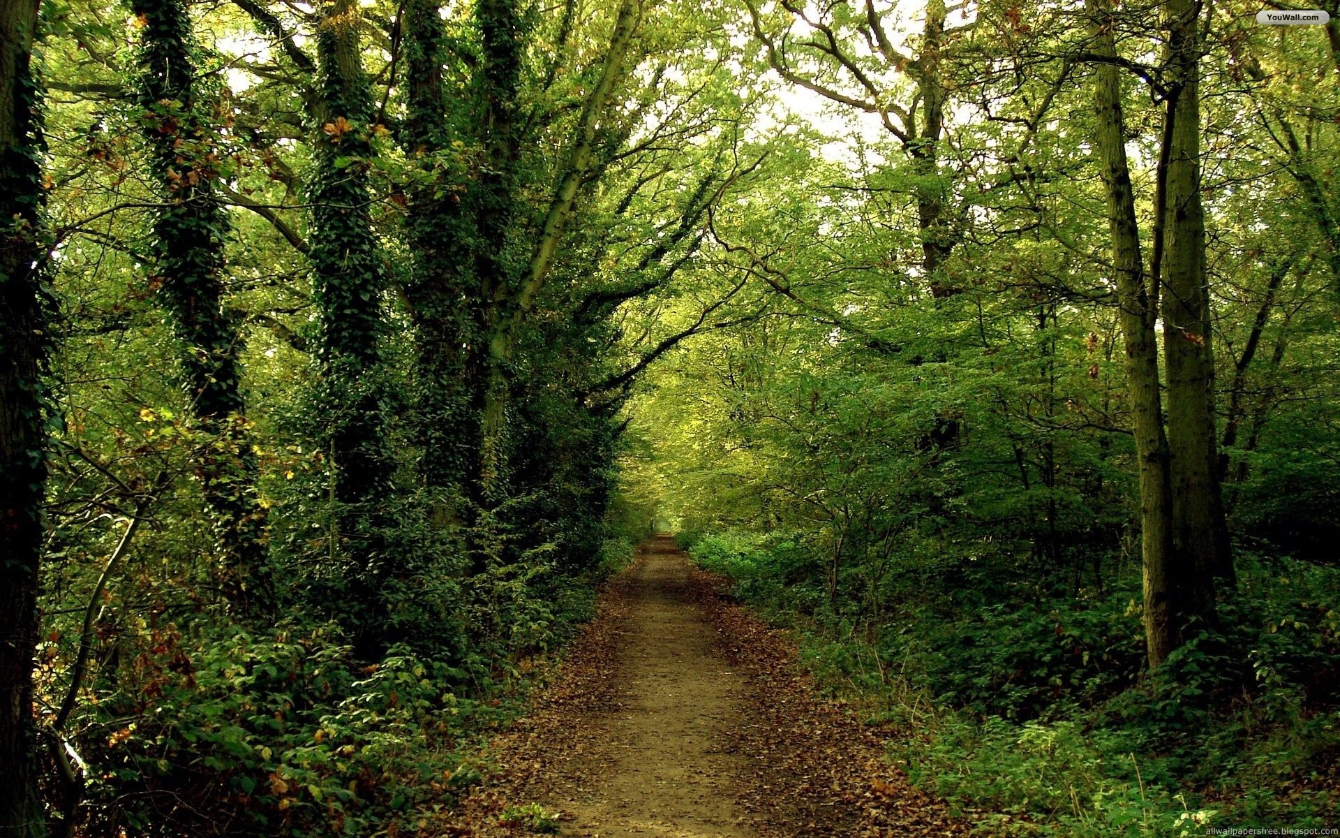In Forest Beautiful Forests Green Nature Road Trees