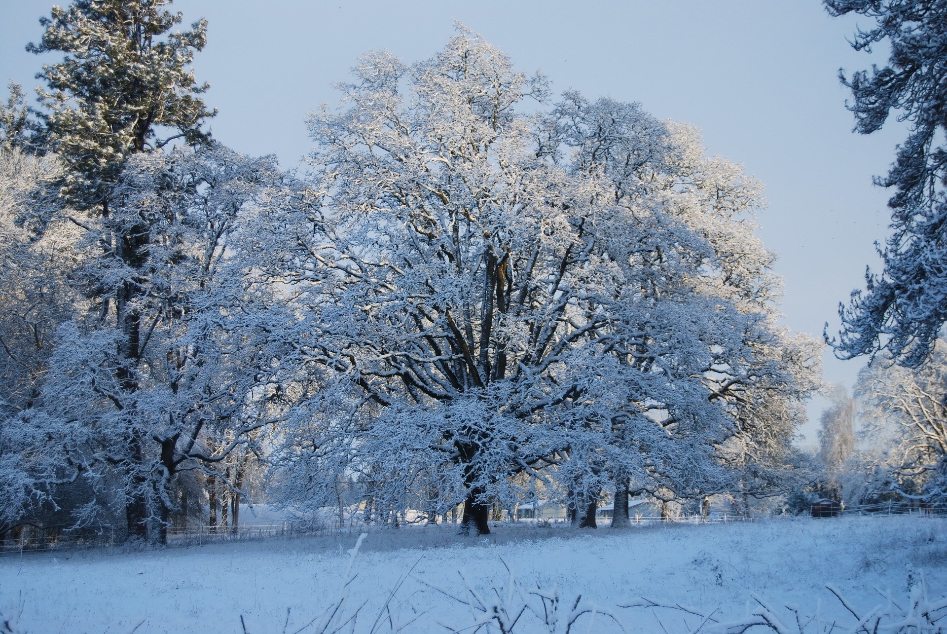 Зимний пейзаж деревья в снегу